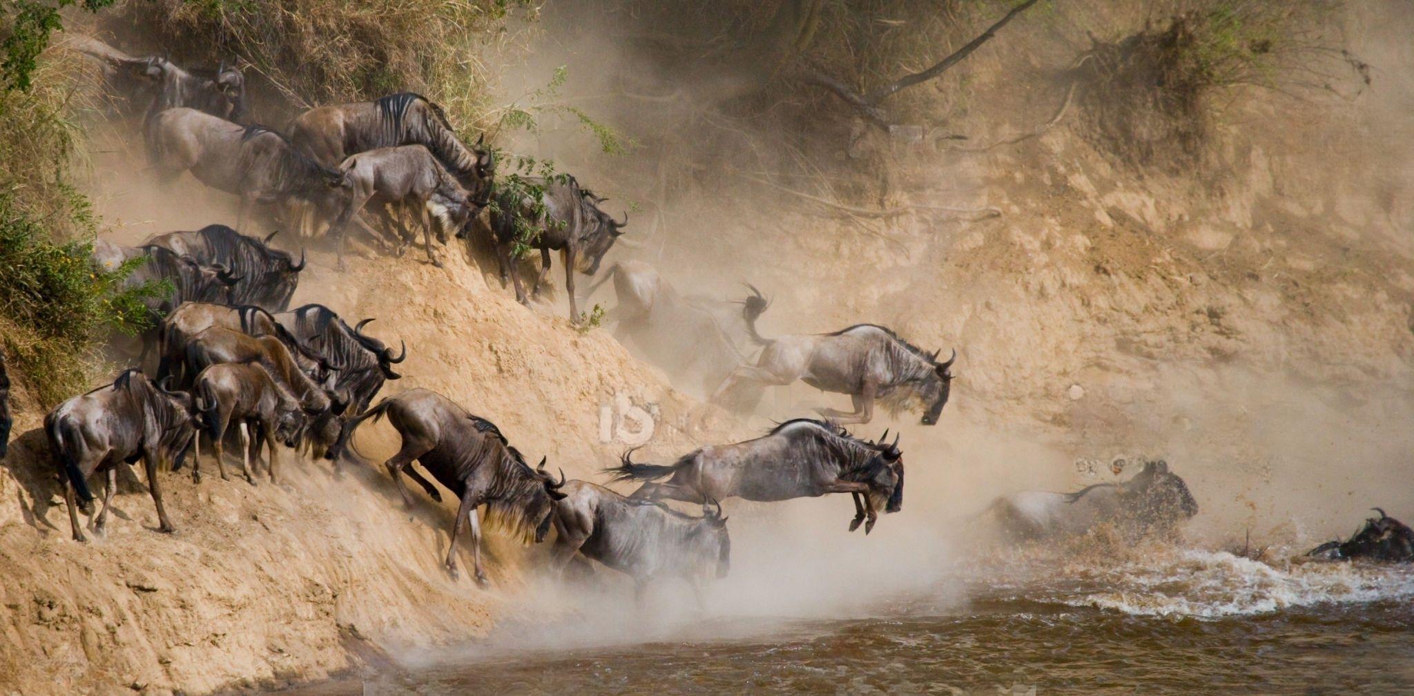 Serengeti Wildebeests Migration