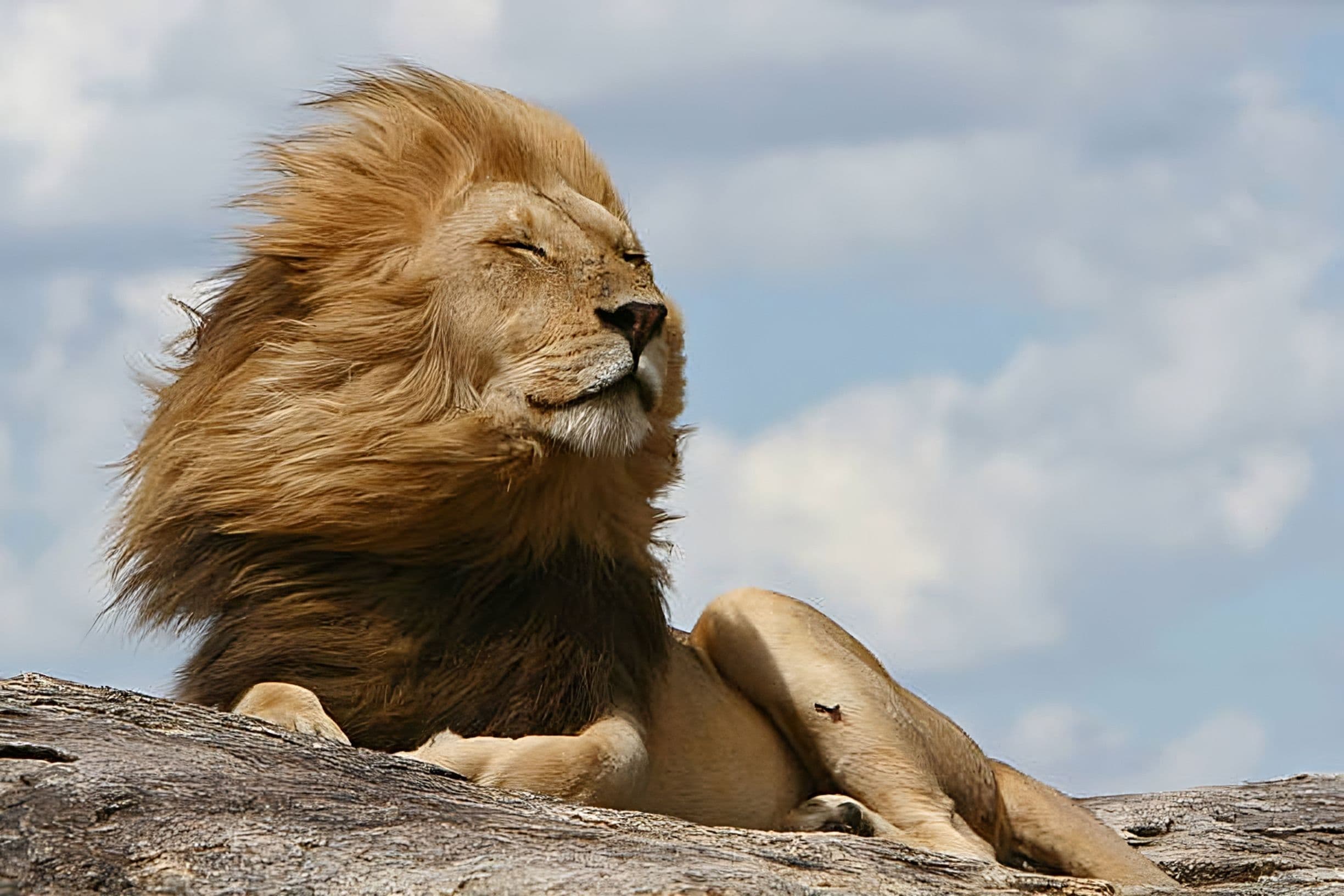 Serengeti Lion