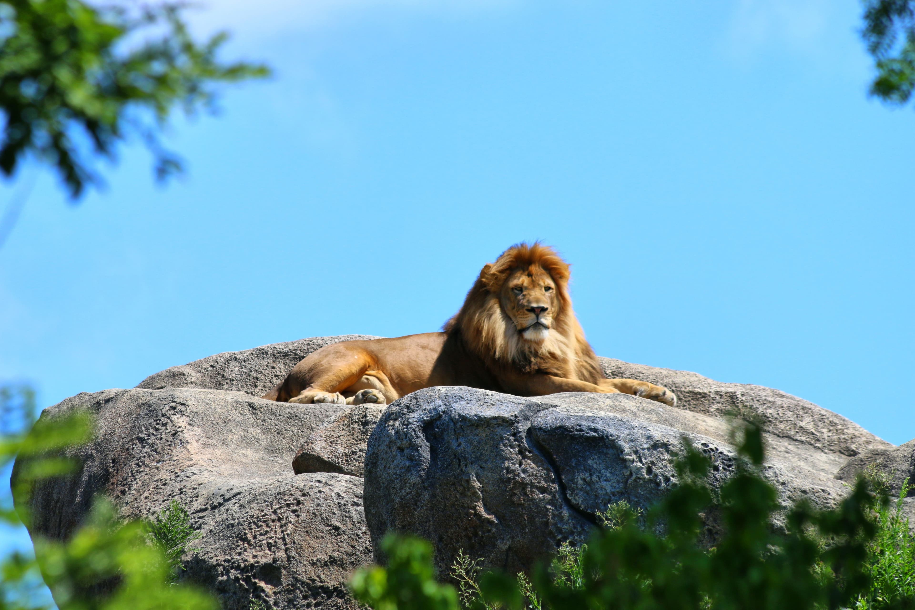 Lion resting on a rock