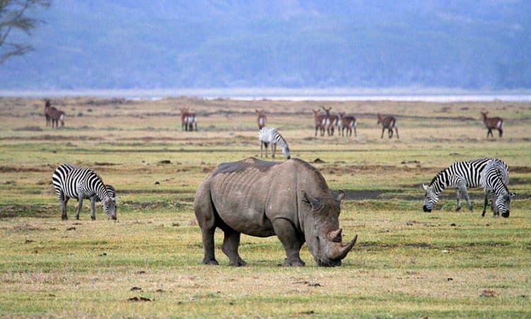 rinho eating grass in ngororngoro crater