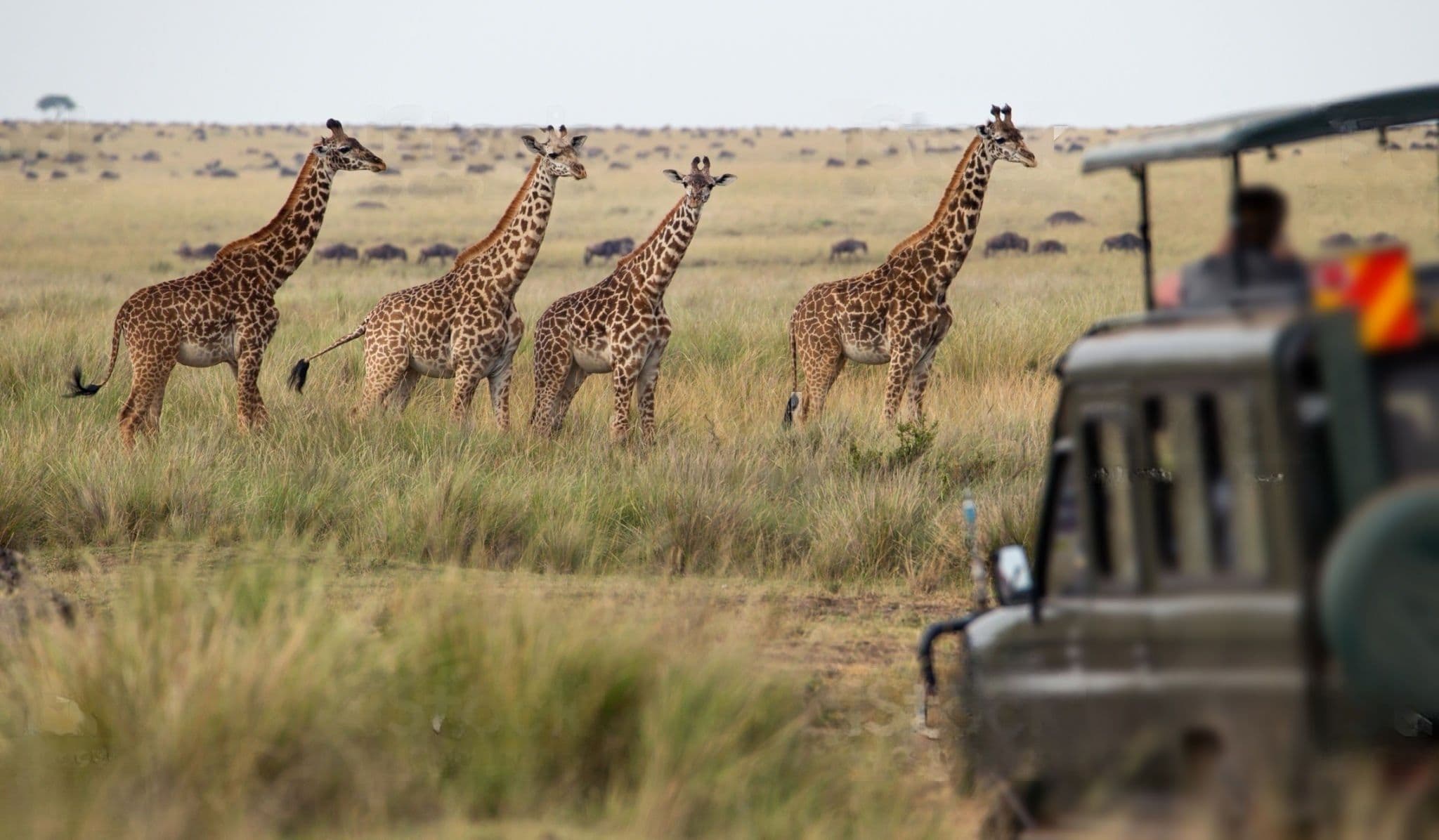 Serengeti Giraffes