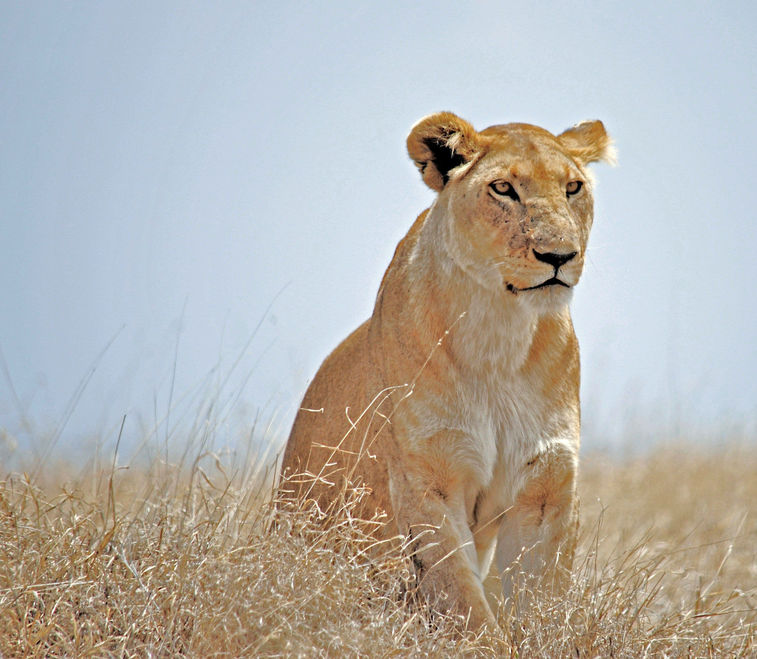 lioness sitting