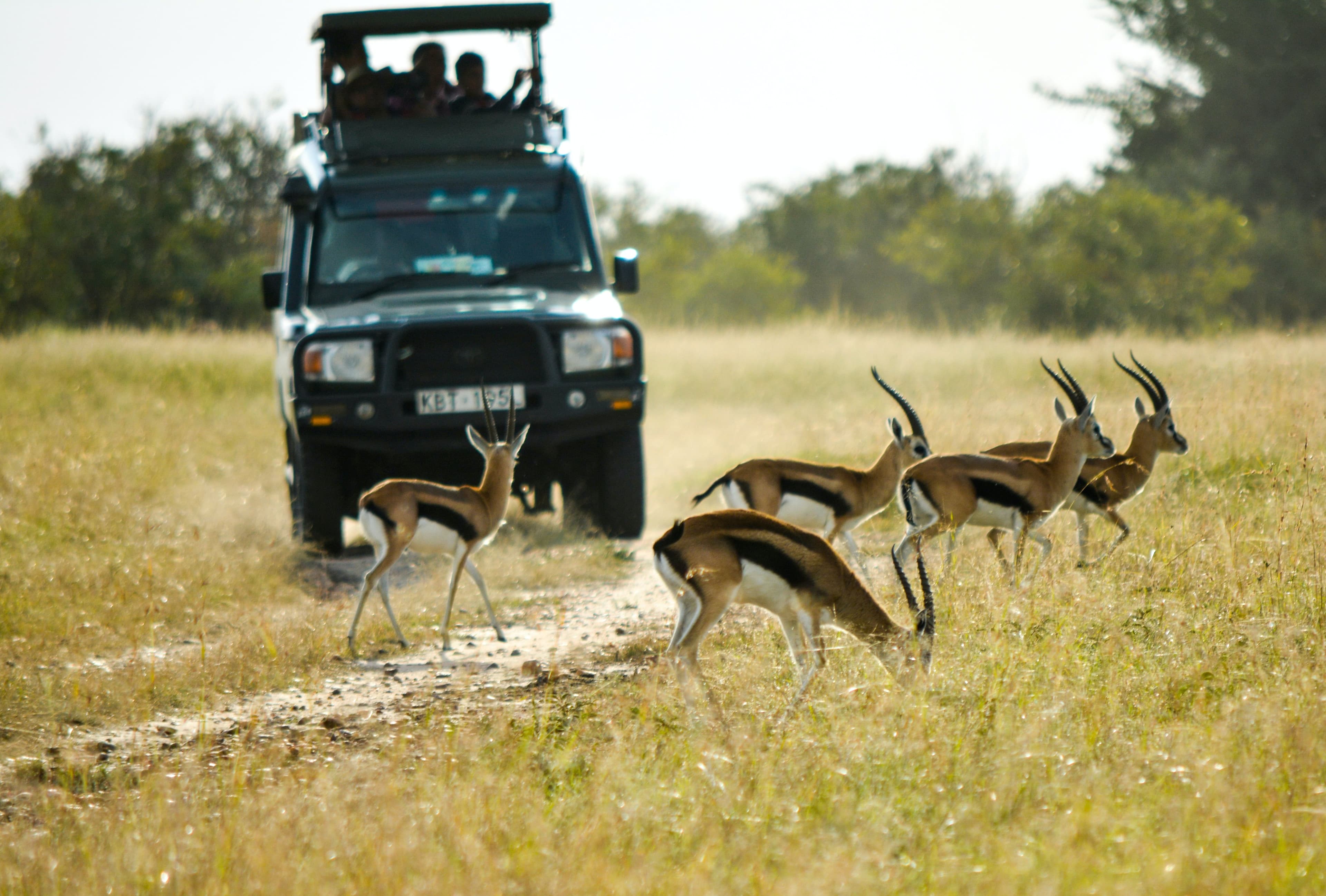 land crusier in maasai mara