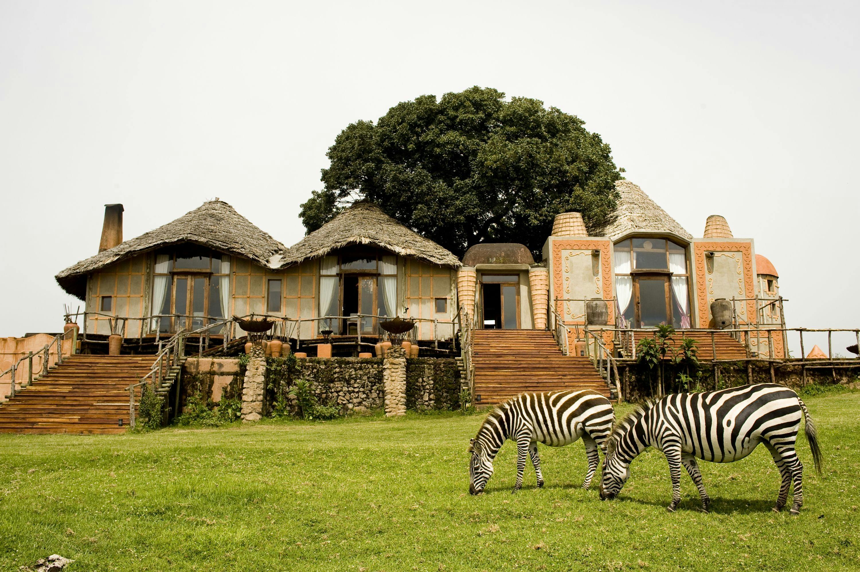 zebra at luxury lodge