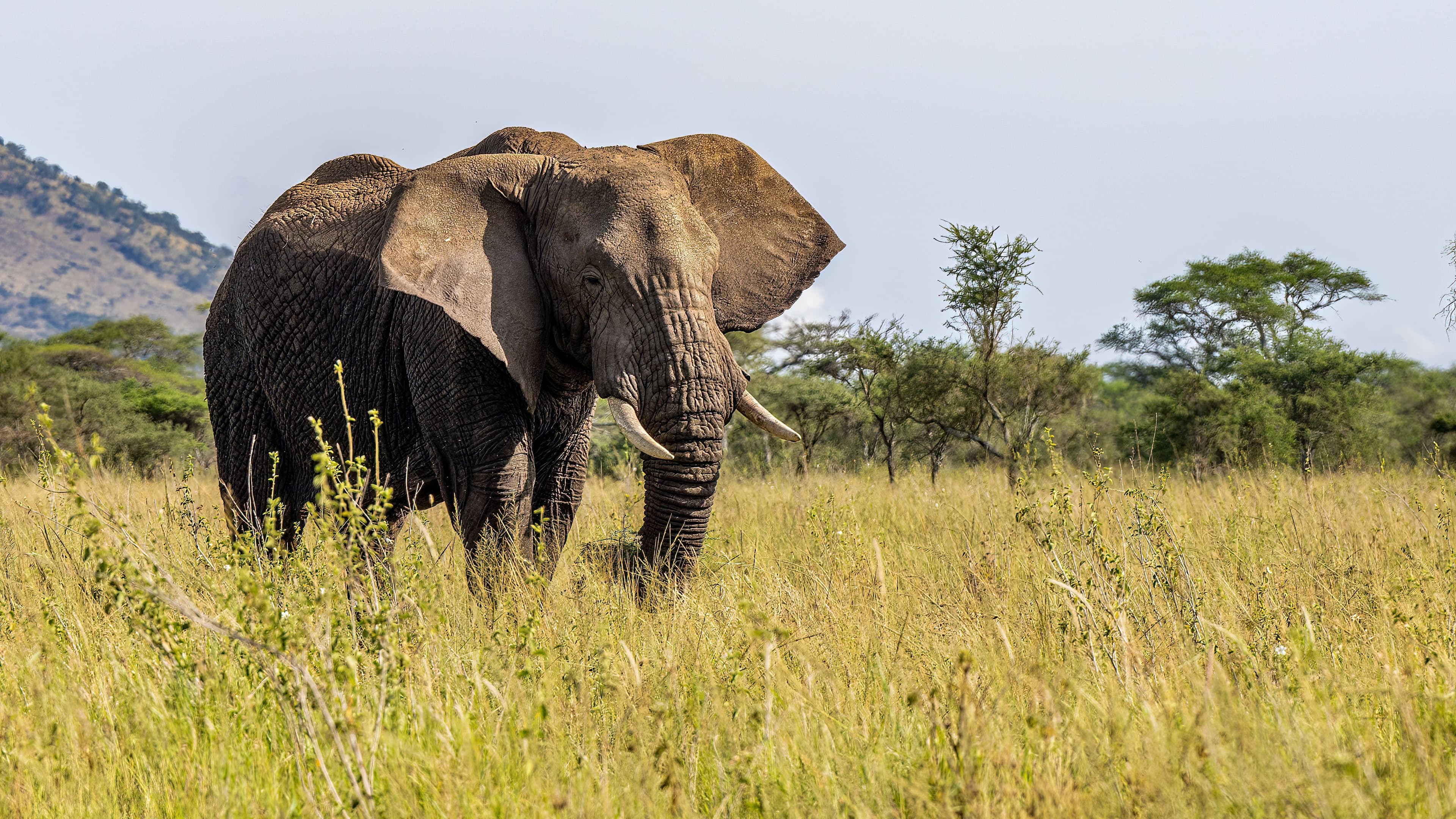 African Elephant