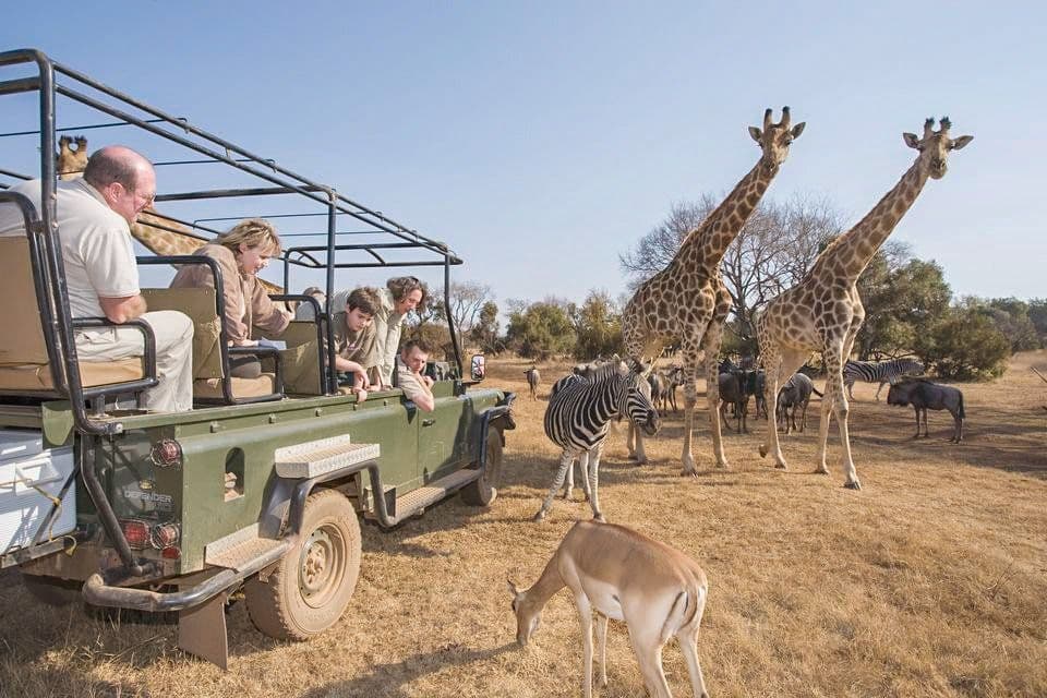 safari with kids
