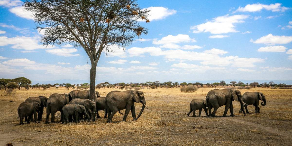 elephants at a tree