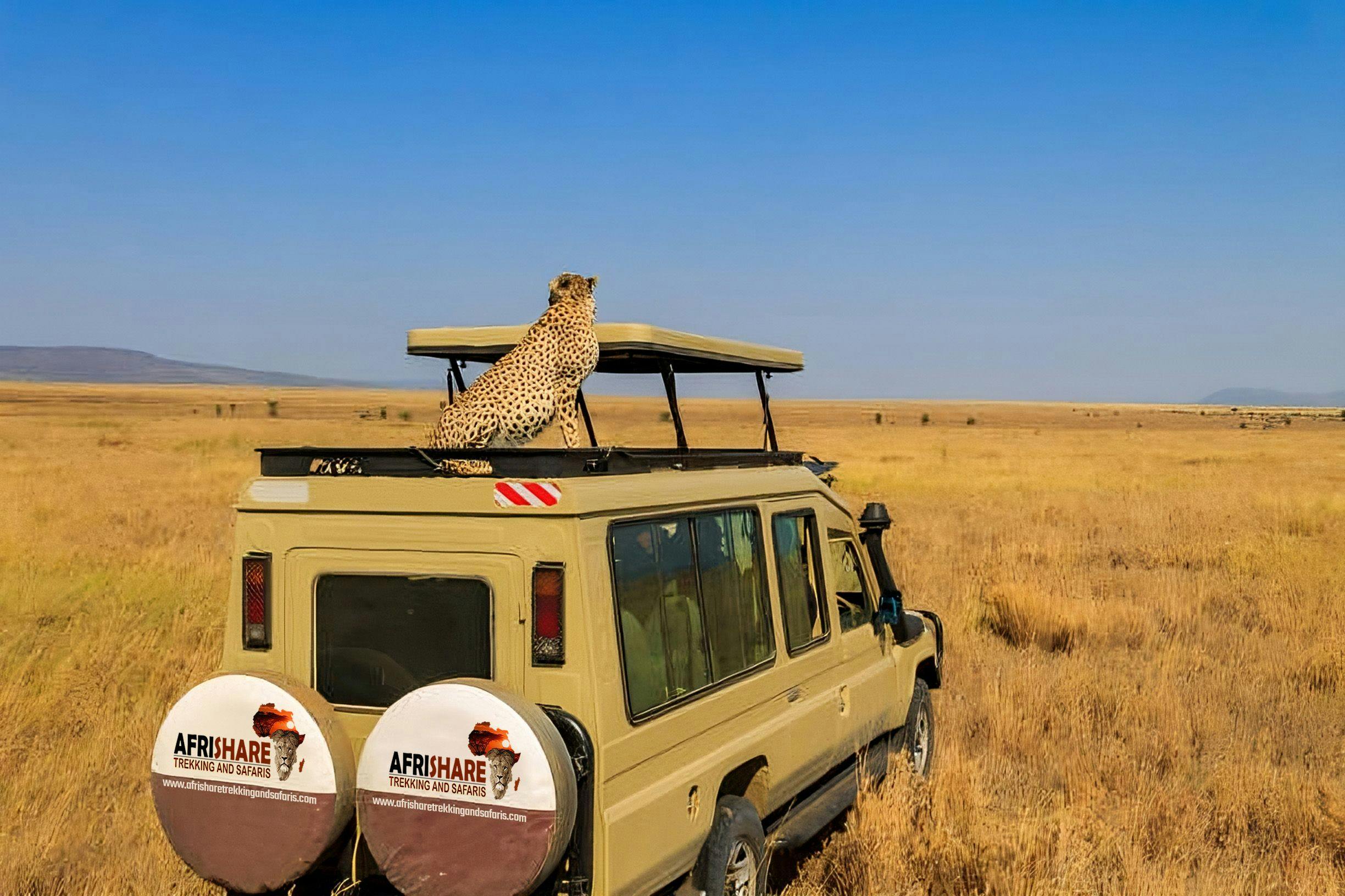Serengeti cheetah on car
