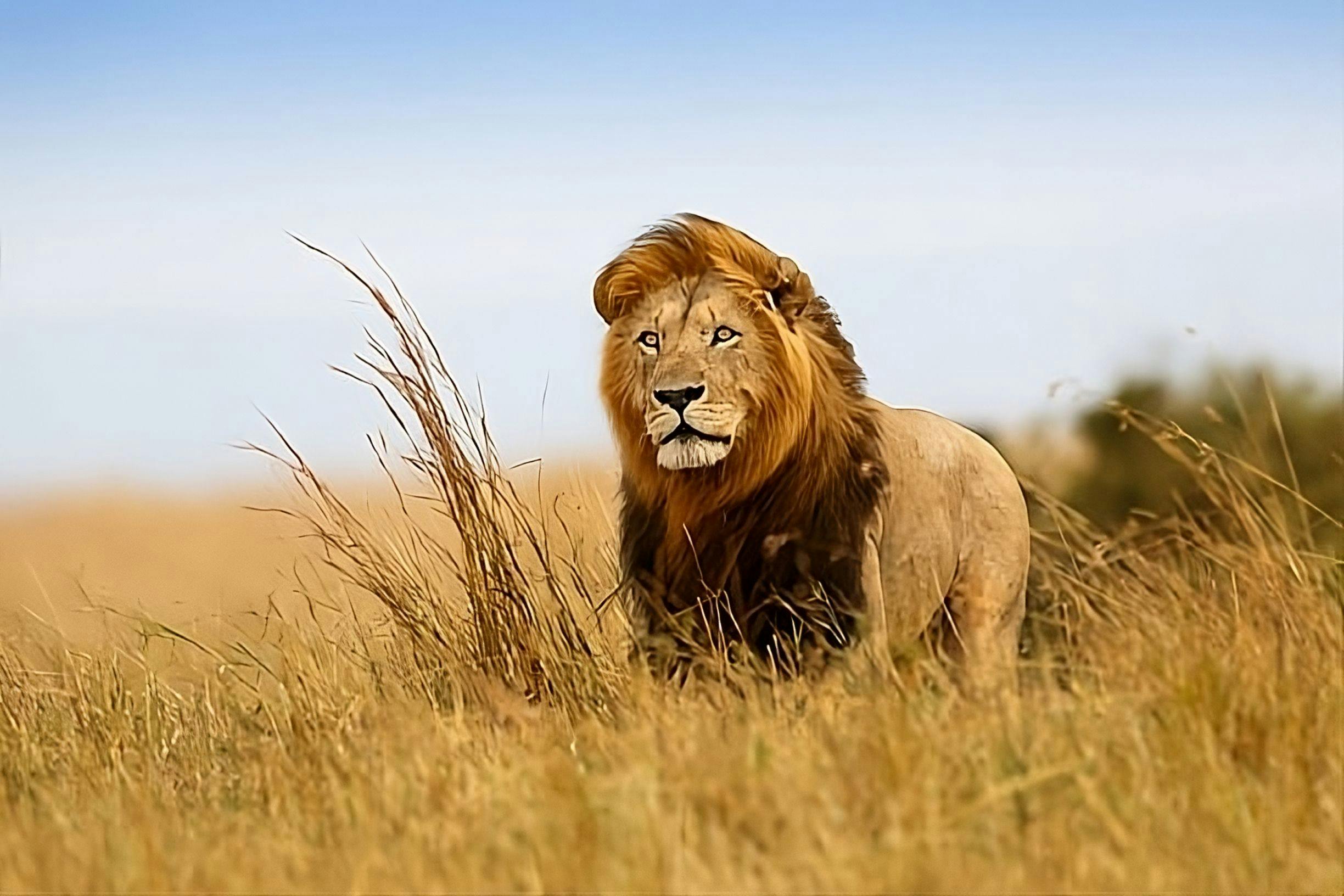 Serengeti National Park Lion