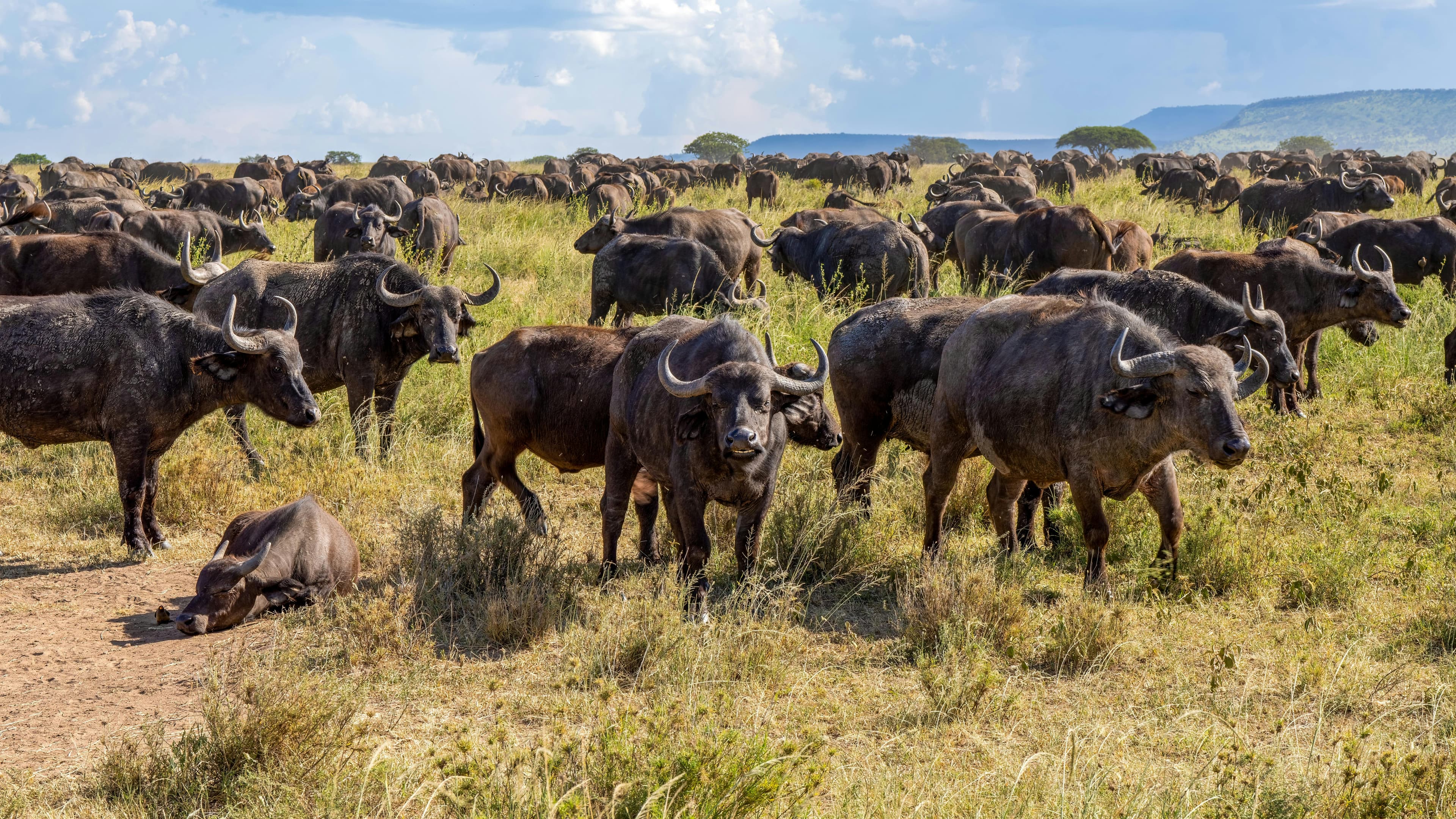 Buffalo