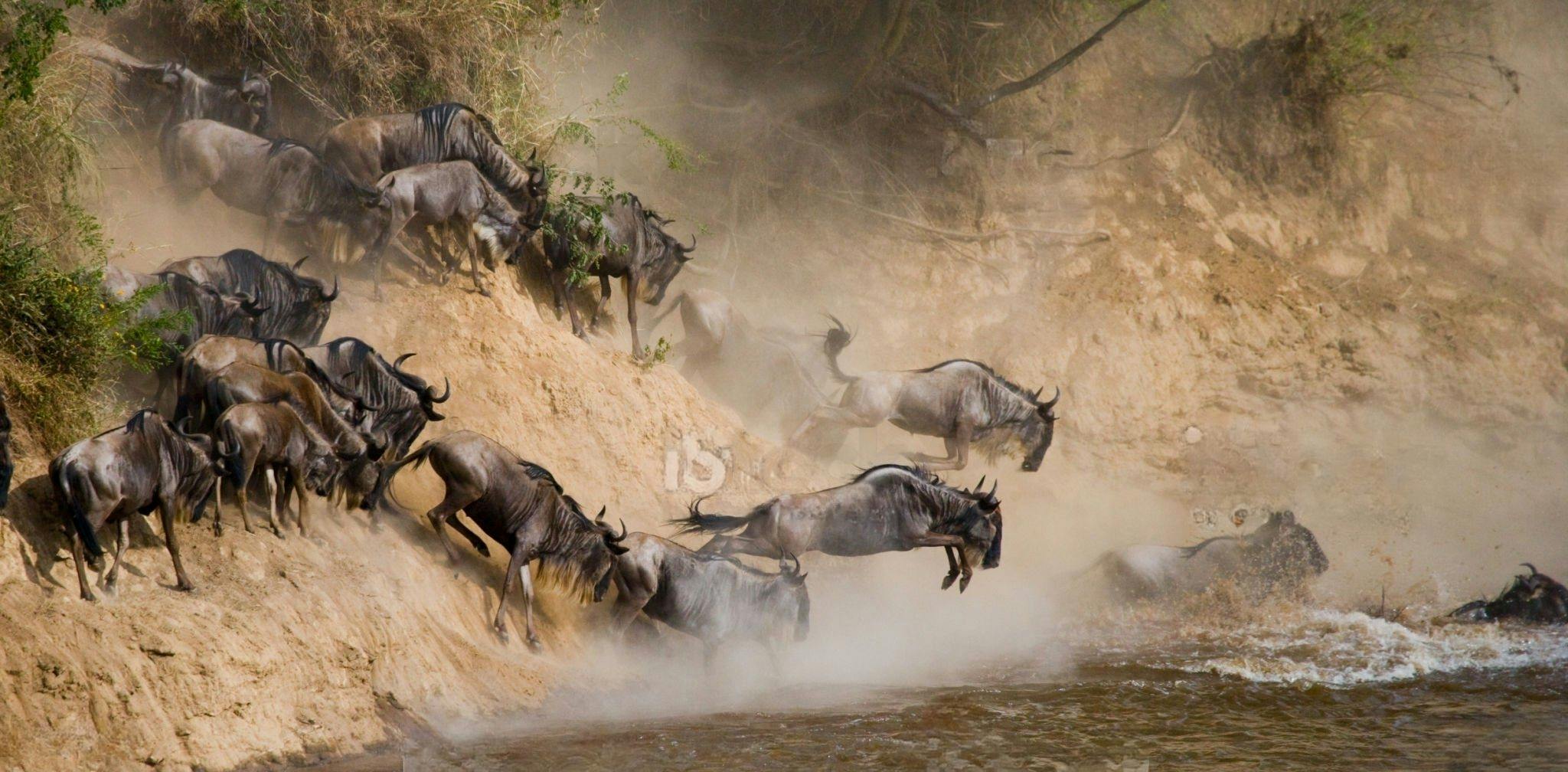 Serengeti Wildebeests Migration
