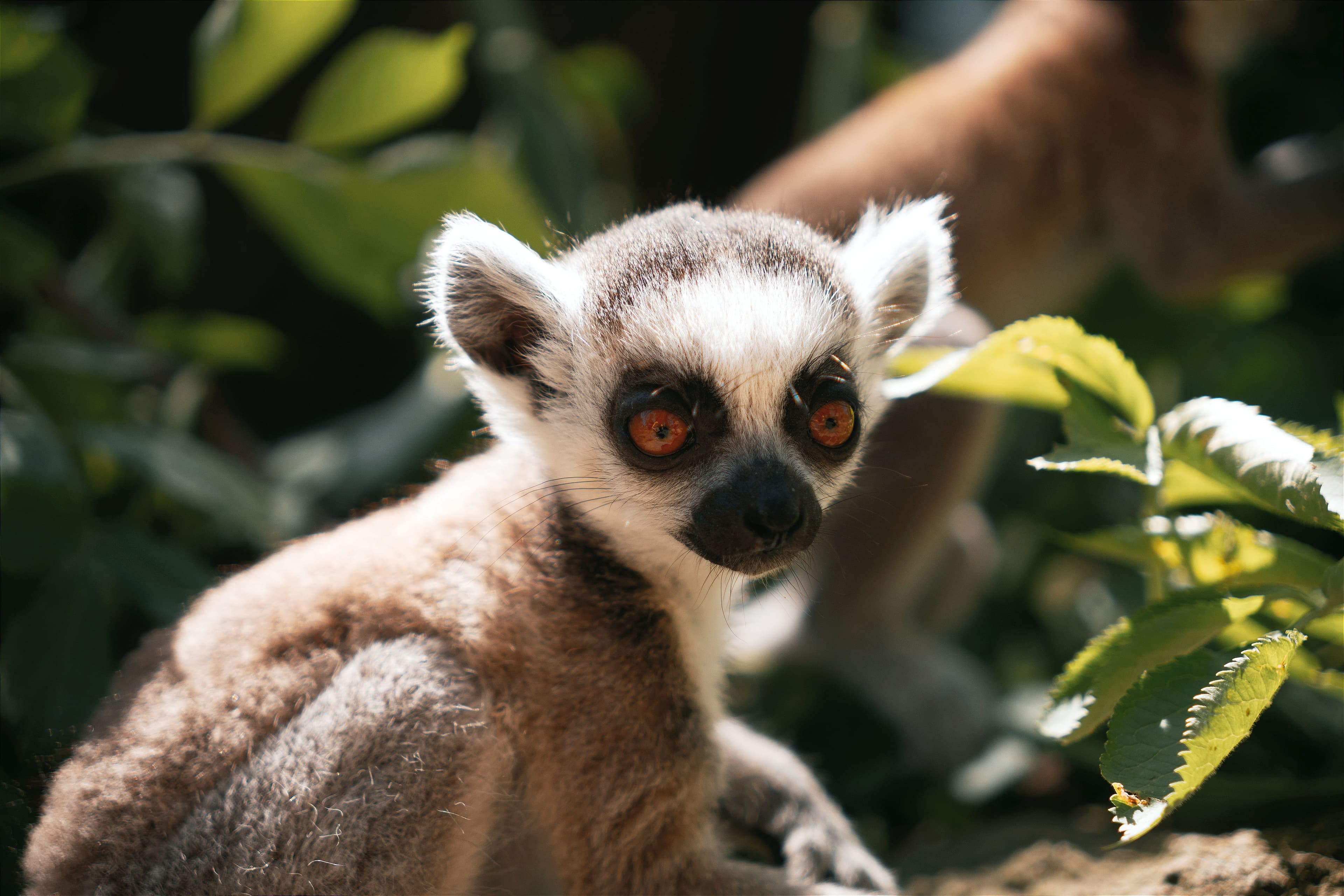 Galago (Bushbaby)