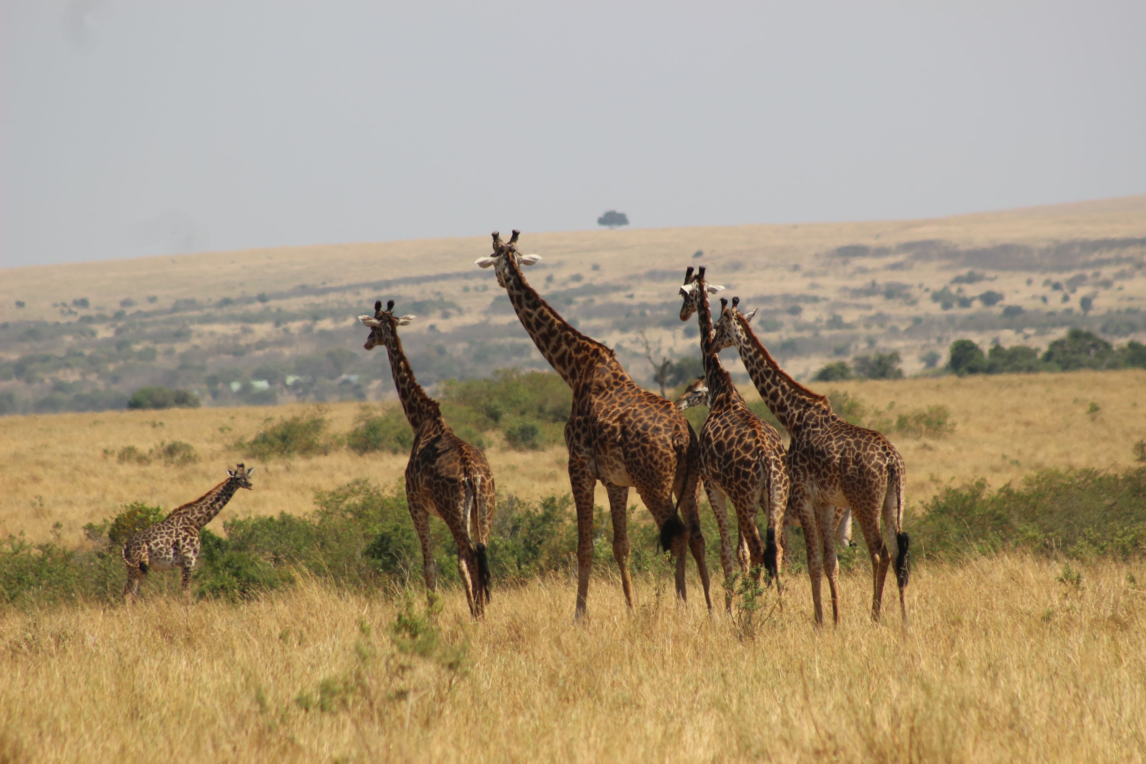 Maasai Giraffee