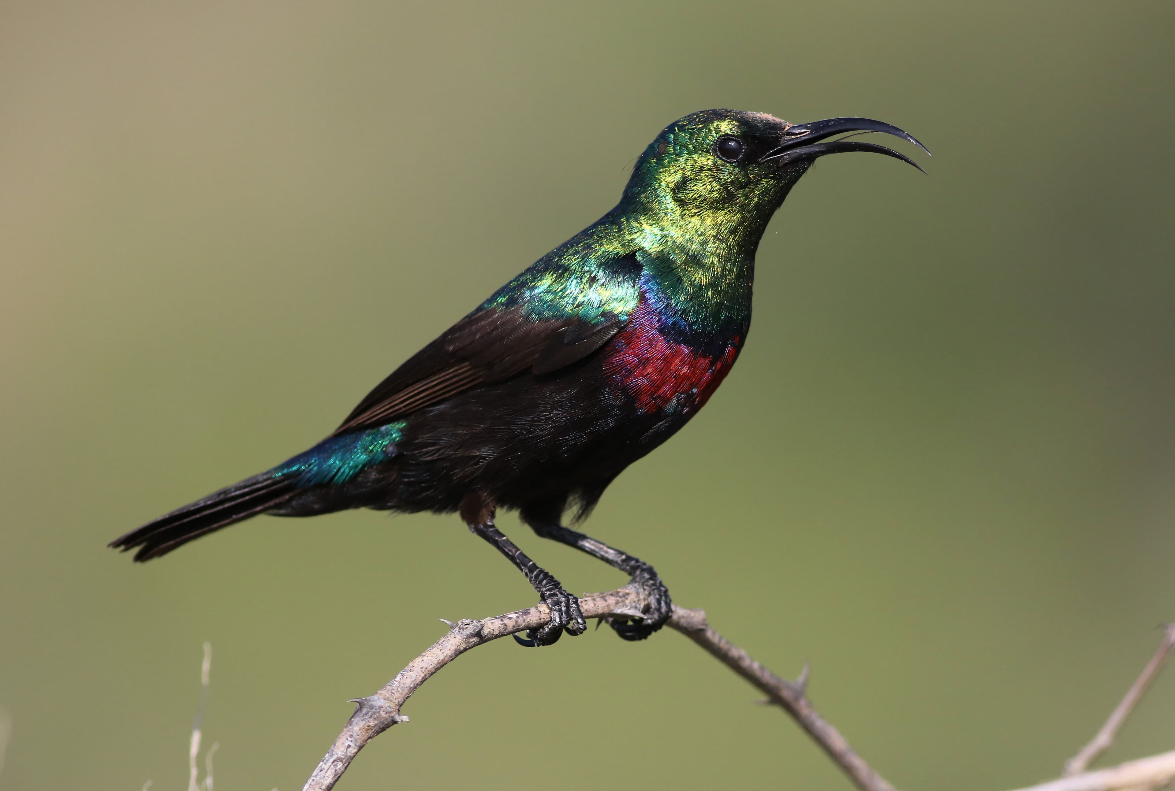 Sunbird
