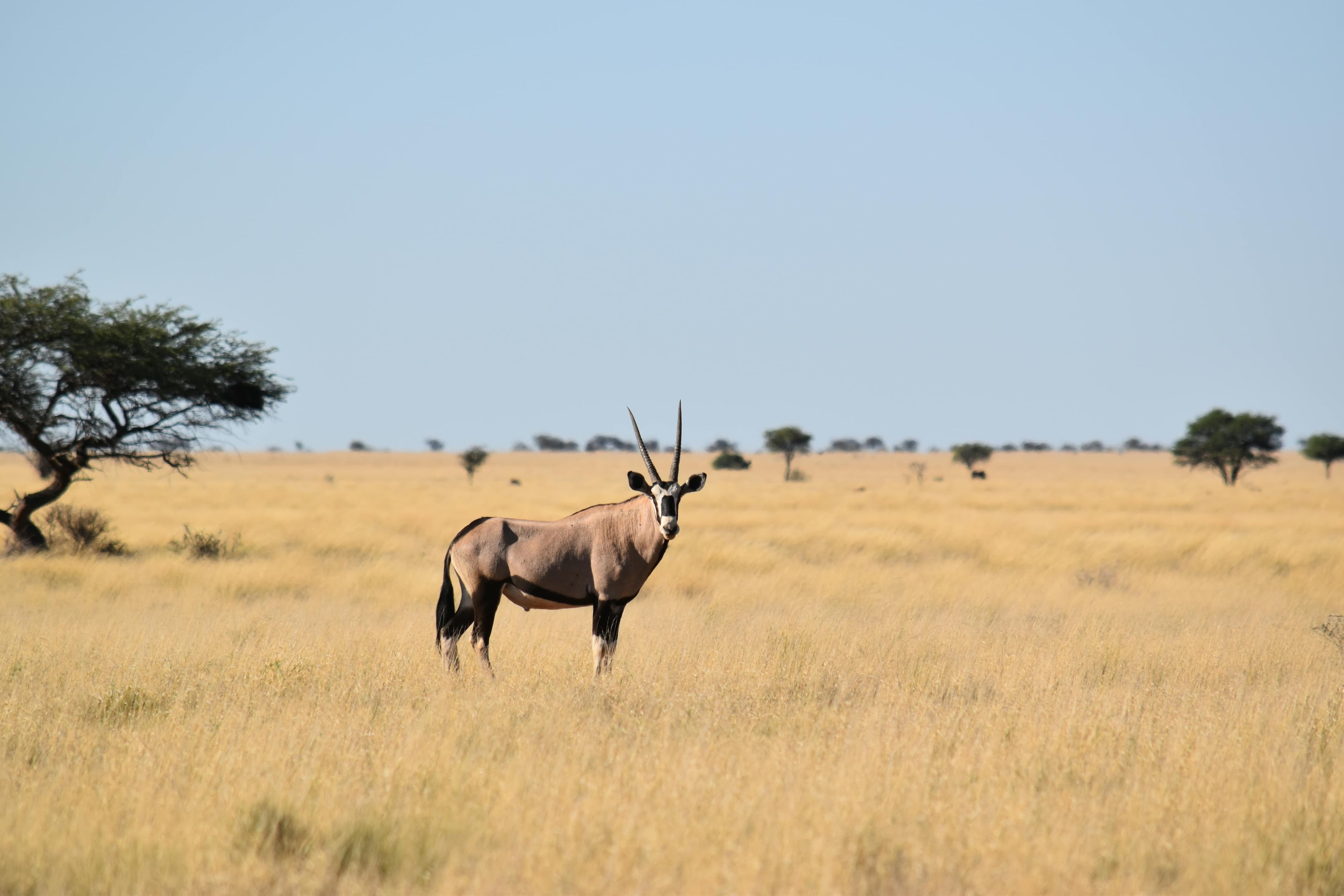 Oryx