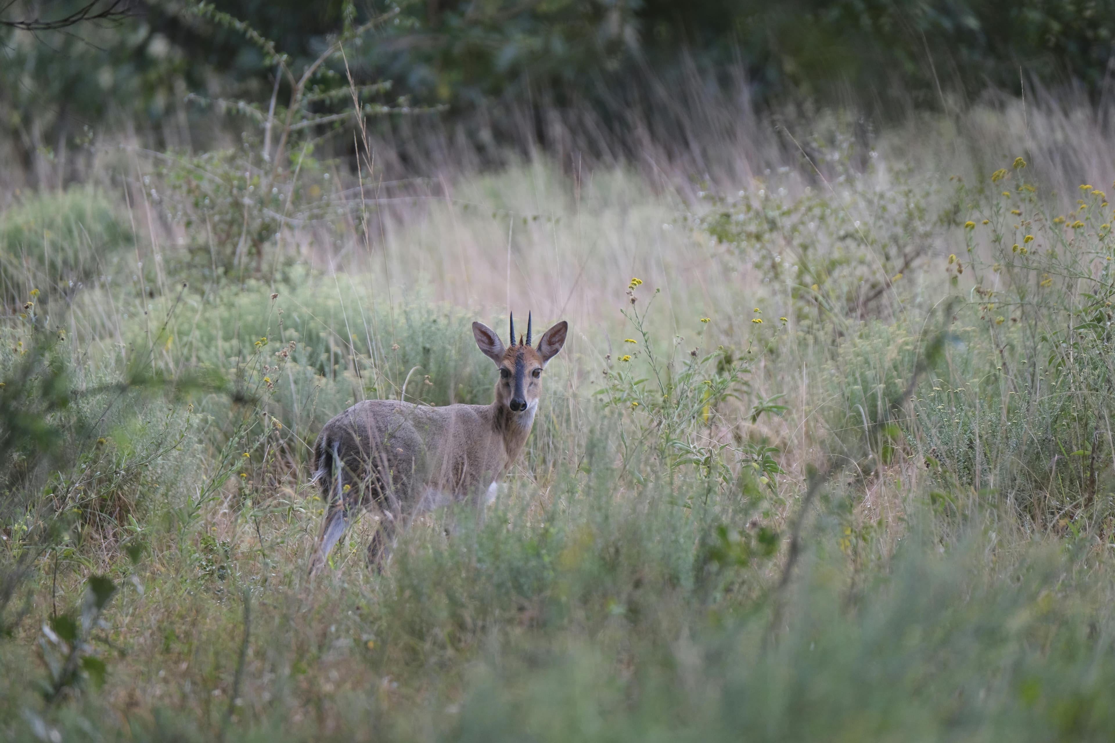 Bushbuck