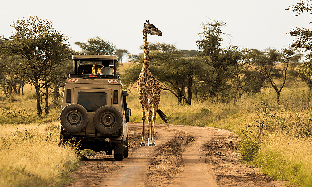 Giraffe infront of car