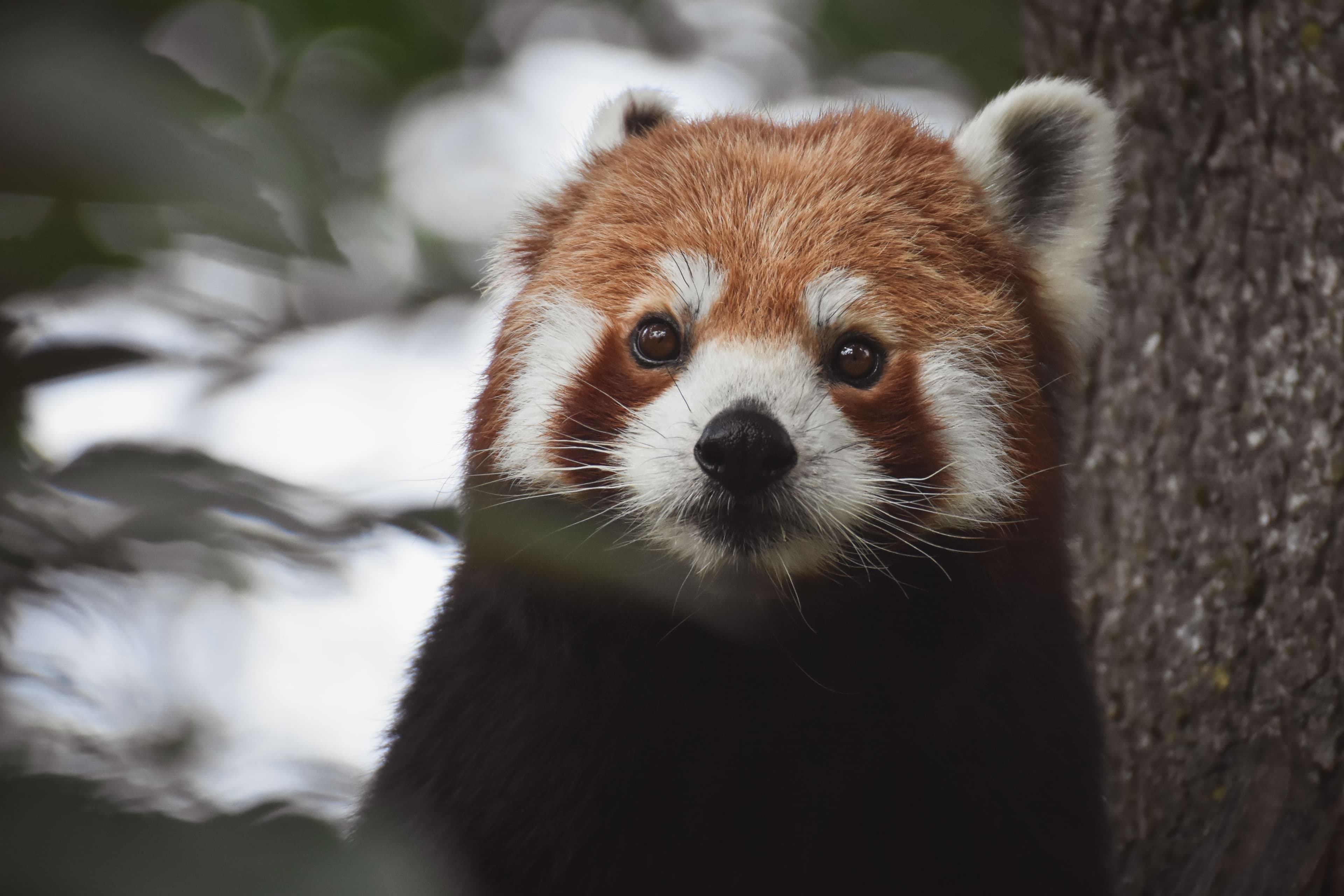 Red Panda