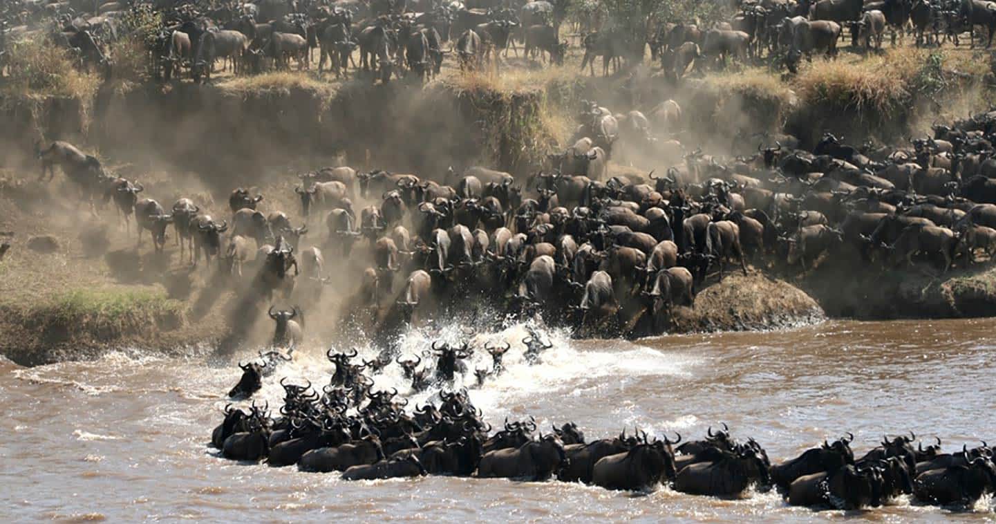 the great migration in serengeti