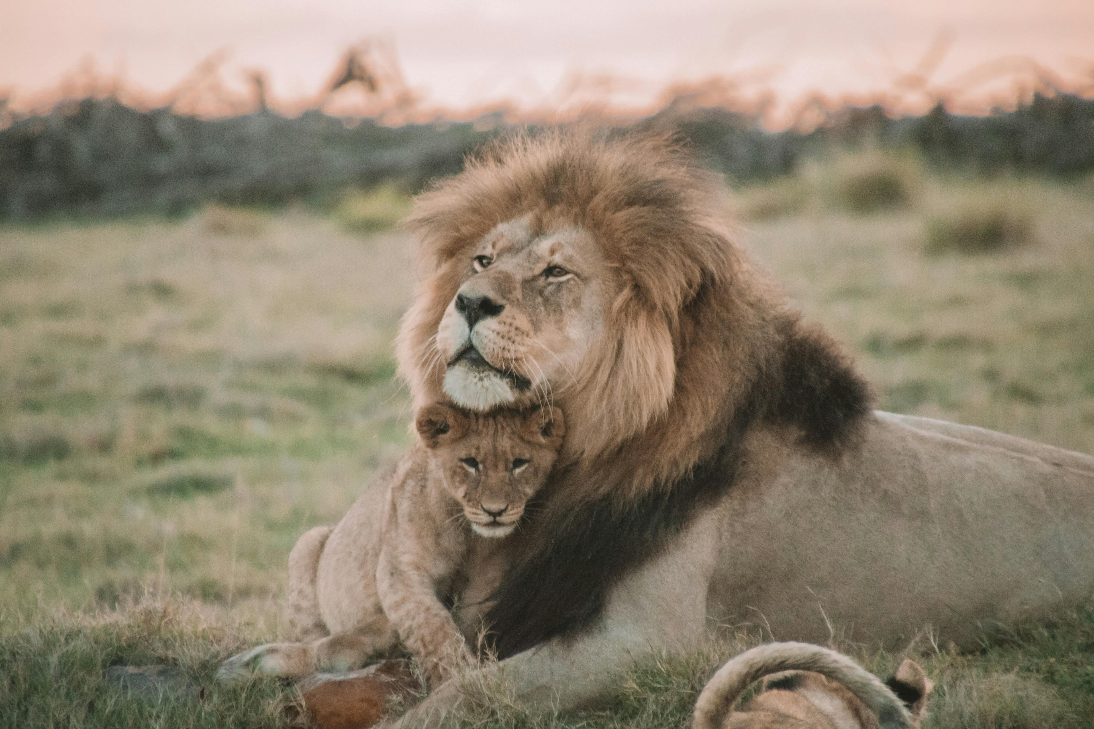 male lion being paternal with cub