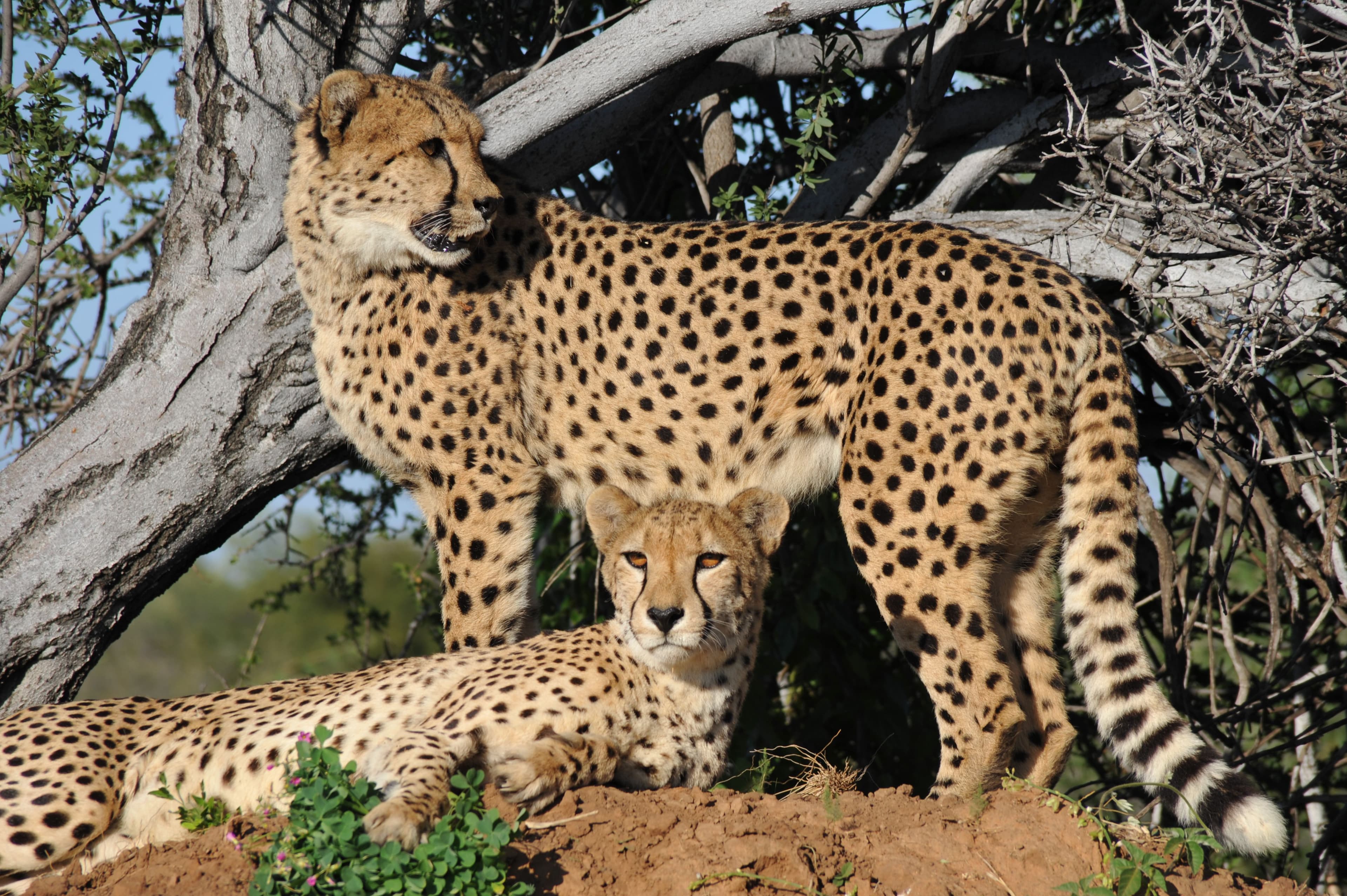 Northeastern African Cheetah