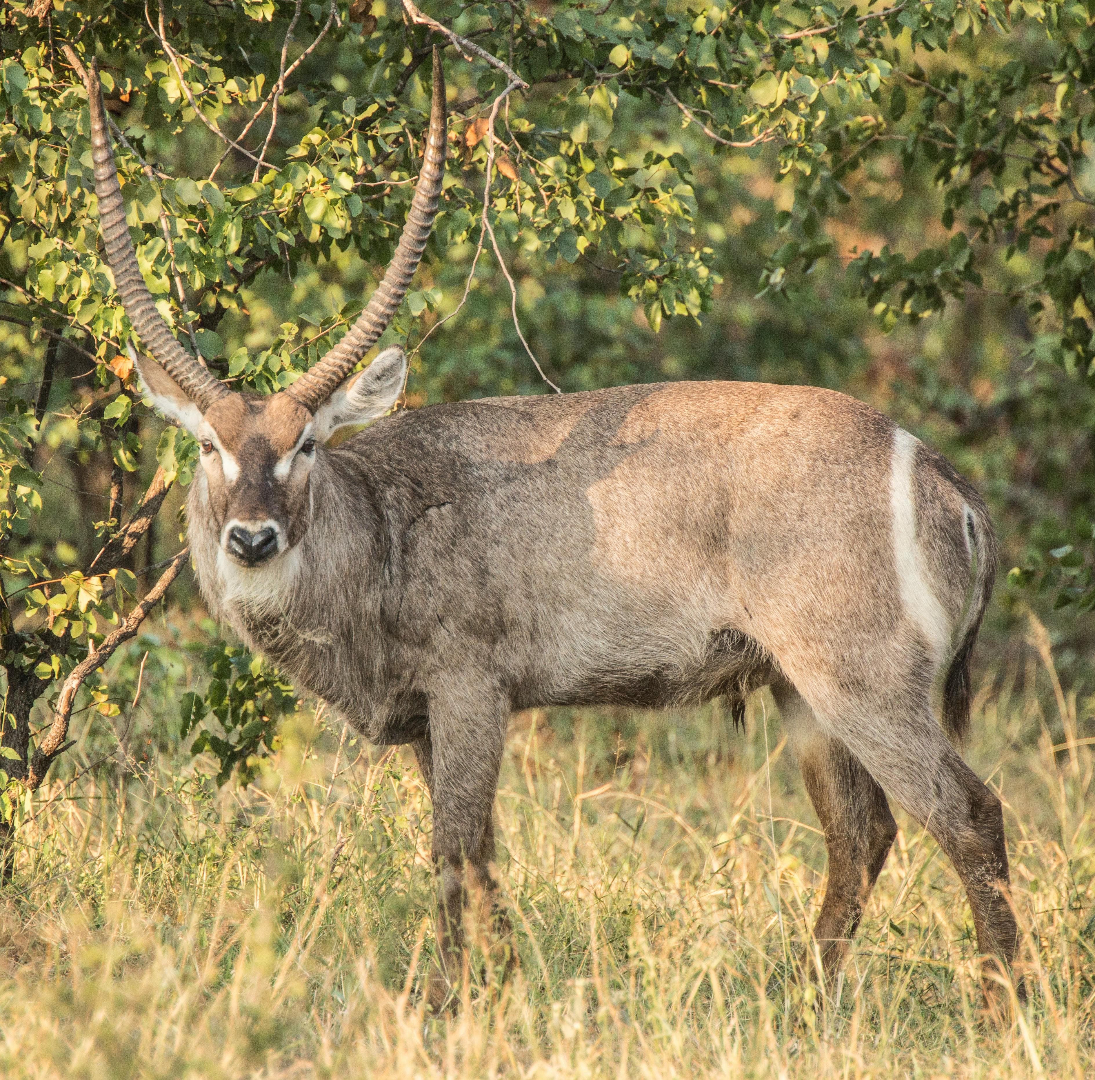Waterbuck