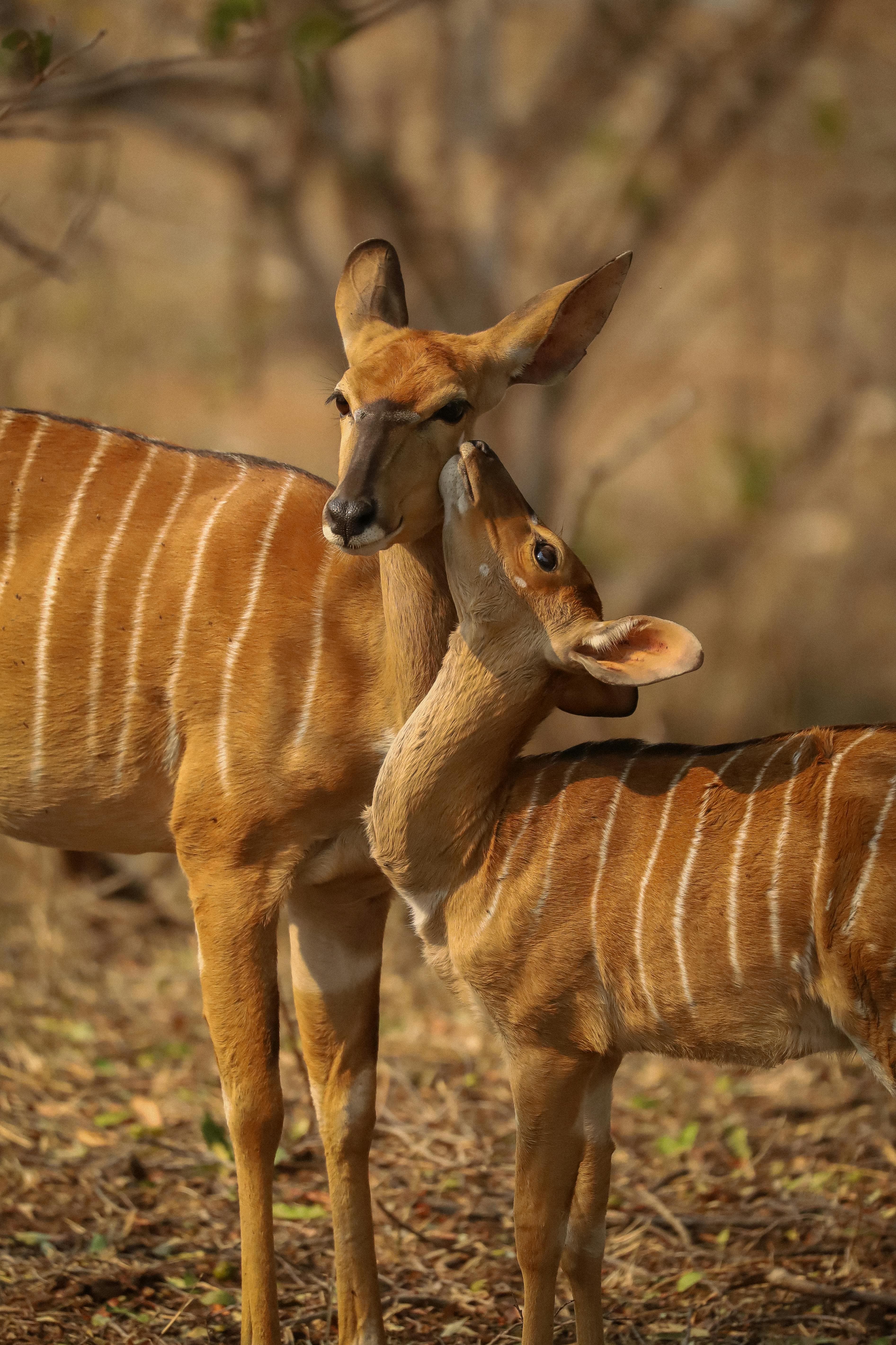 Nyala