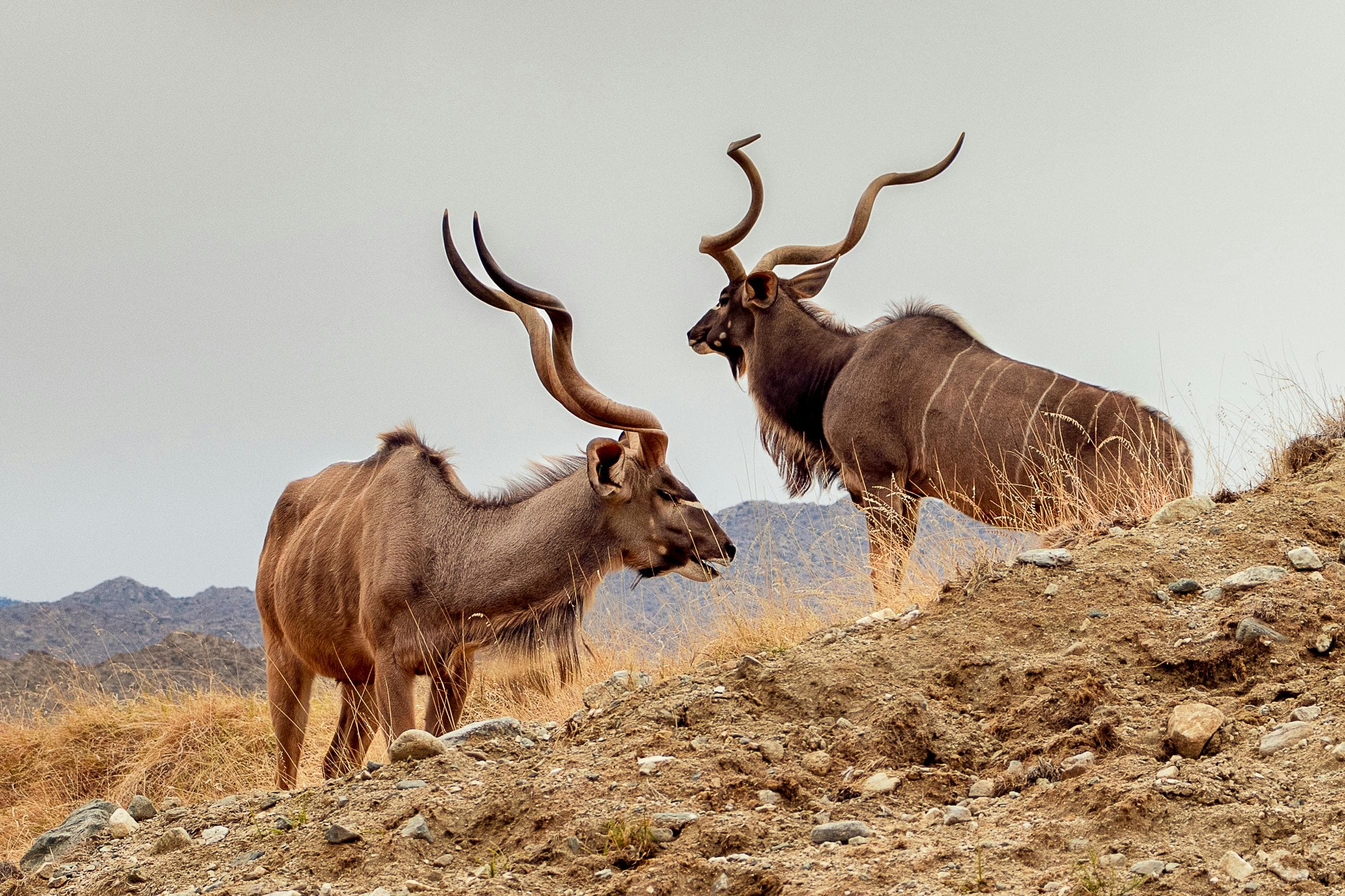 Greater Kudu