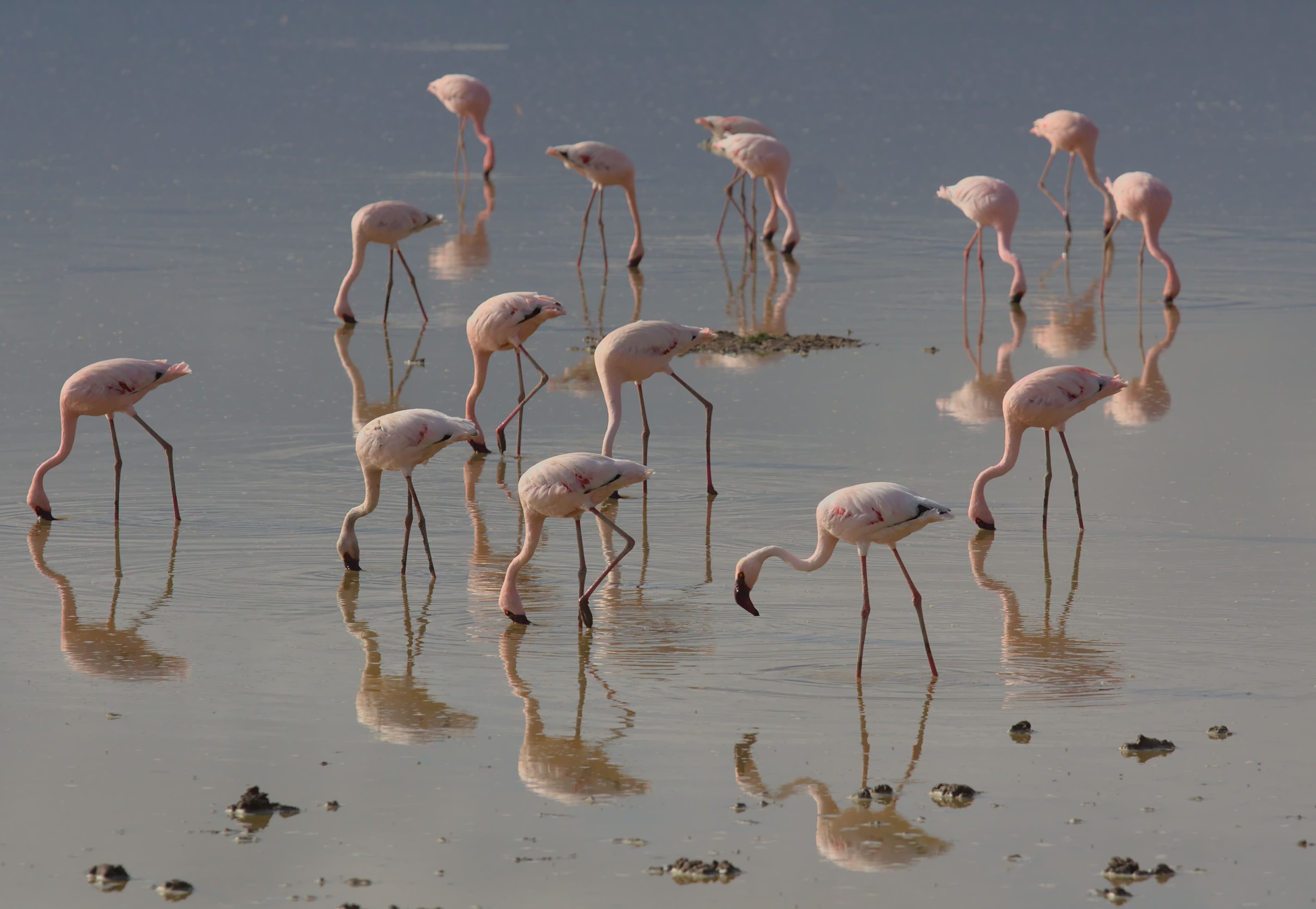 Lesser Flamingo