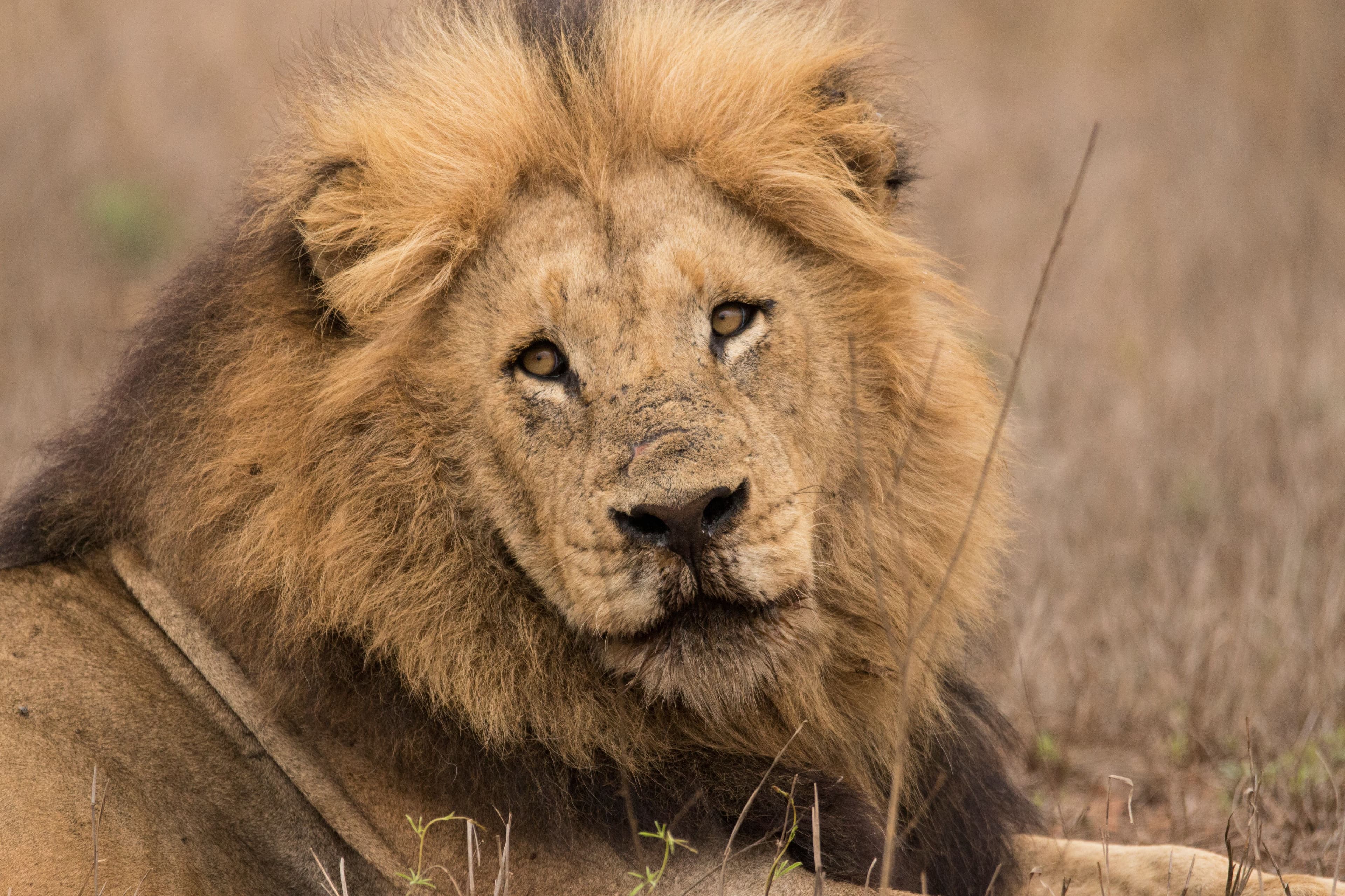 African Lion
