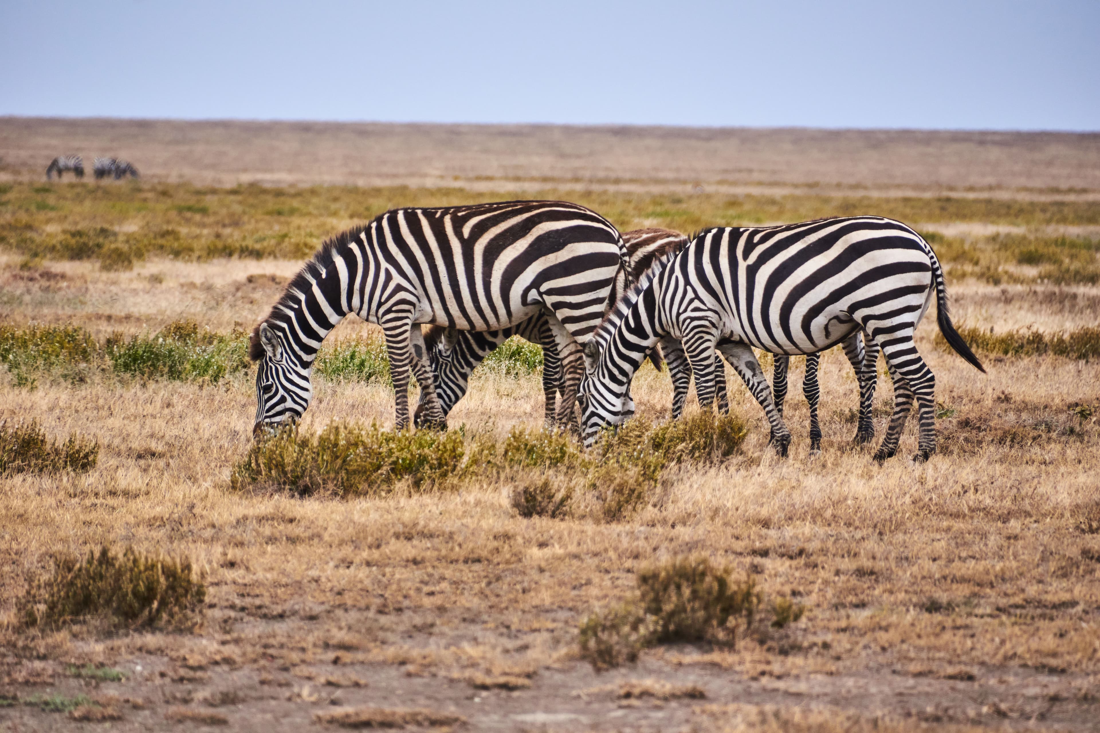Zebra Plains