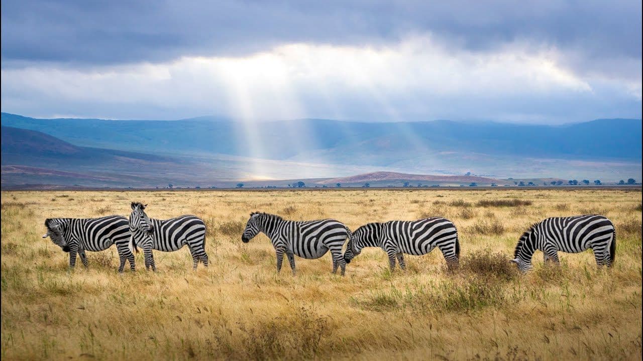Grassland with zebras