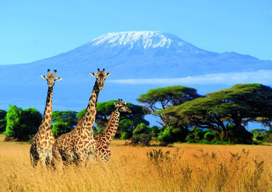 Enviroment in mountain Kilimanjaro