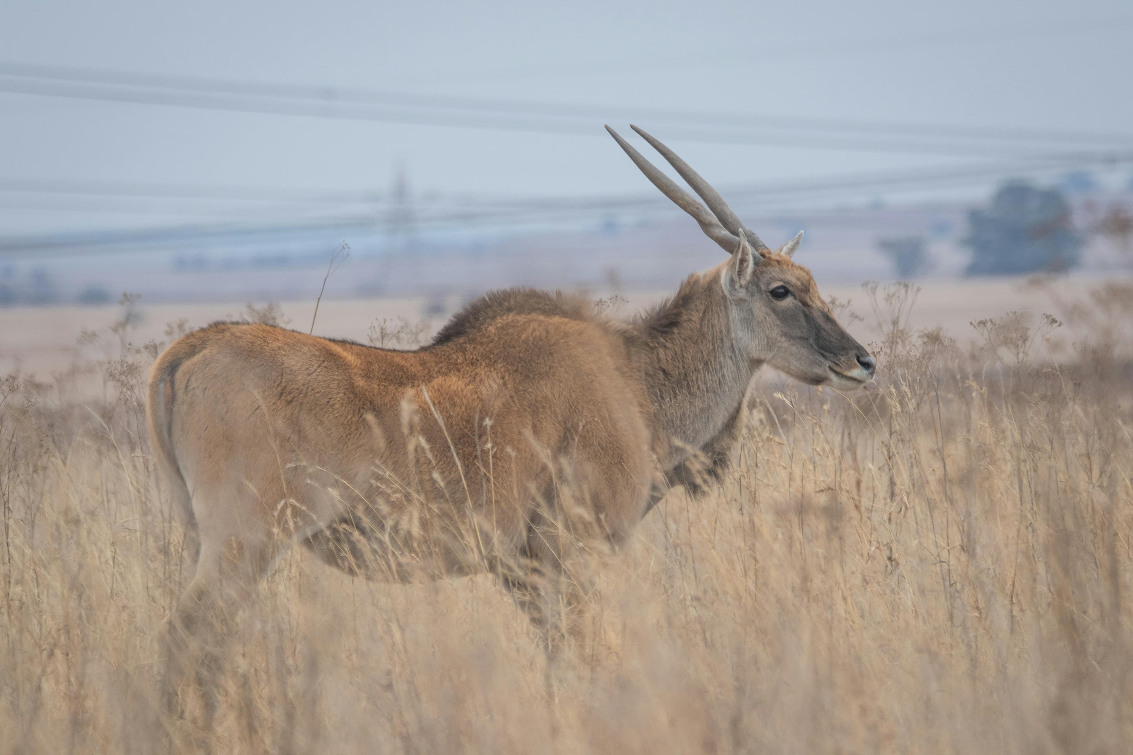 Eland