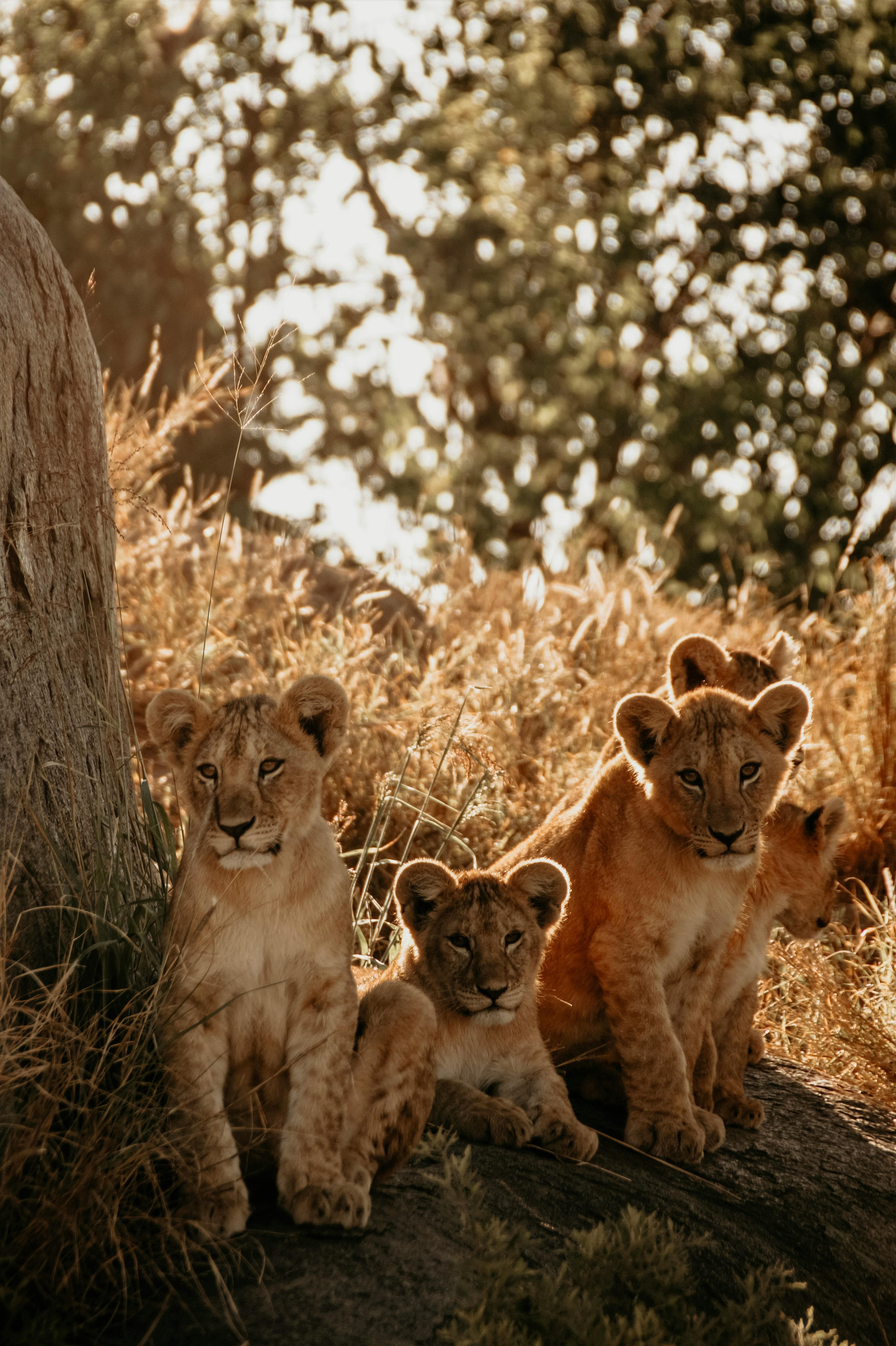cute cubs