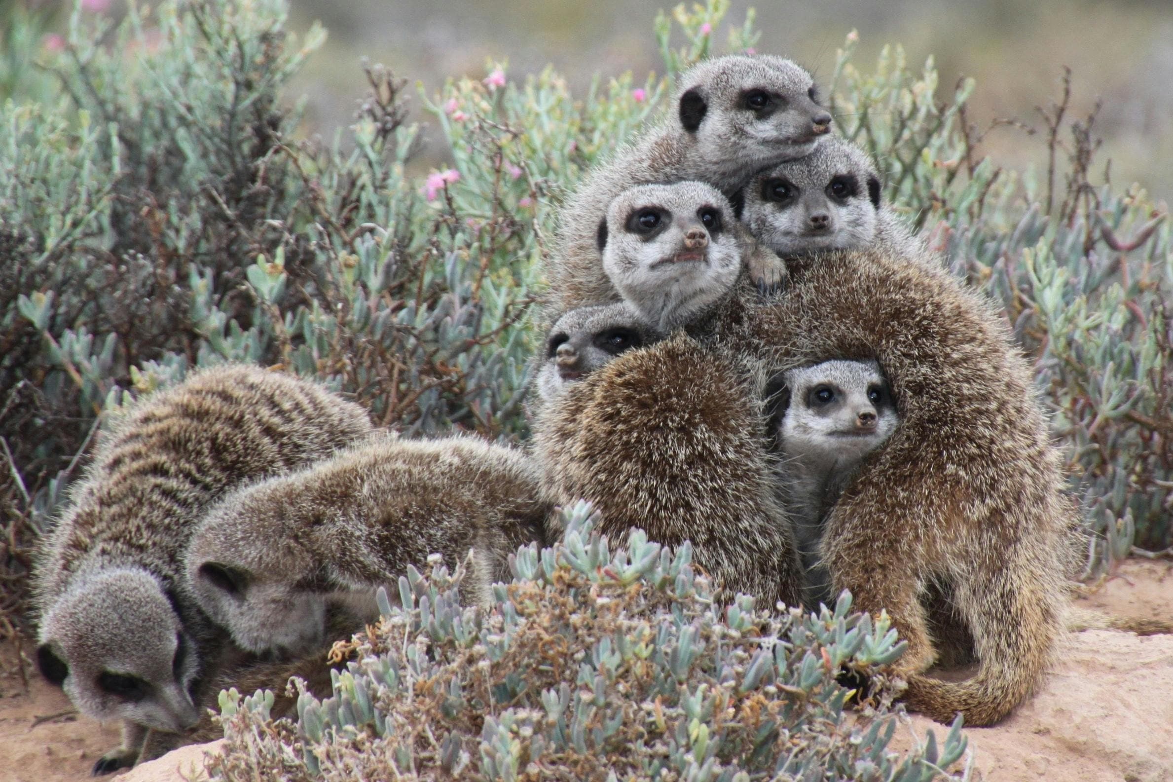 Namibia wild life
