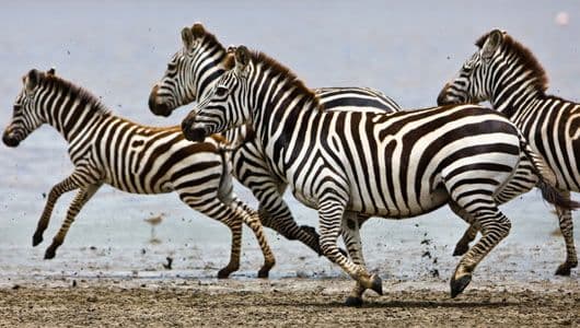 Zebra running