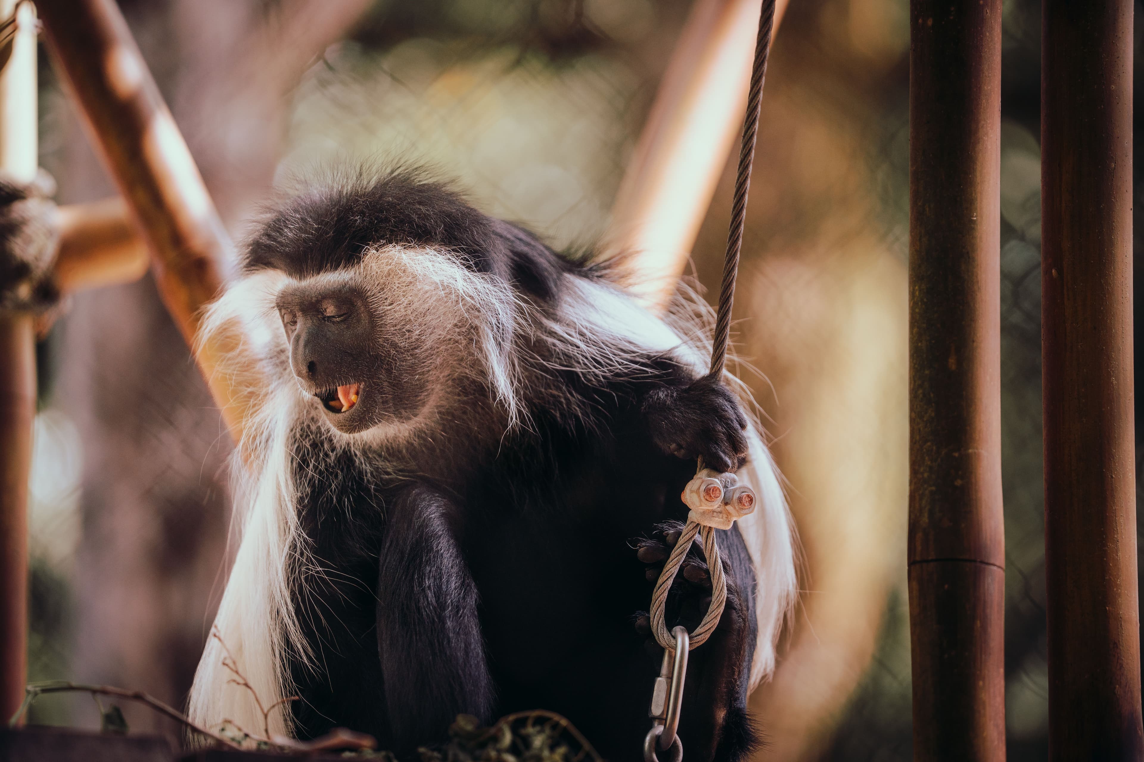 Colobus Monkey