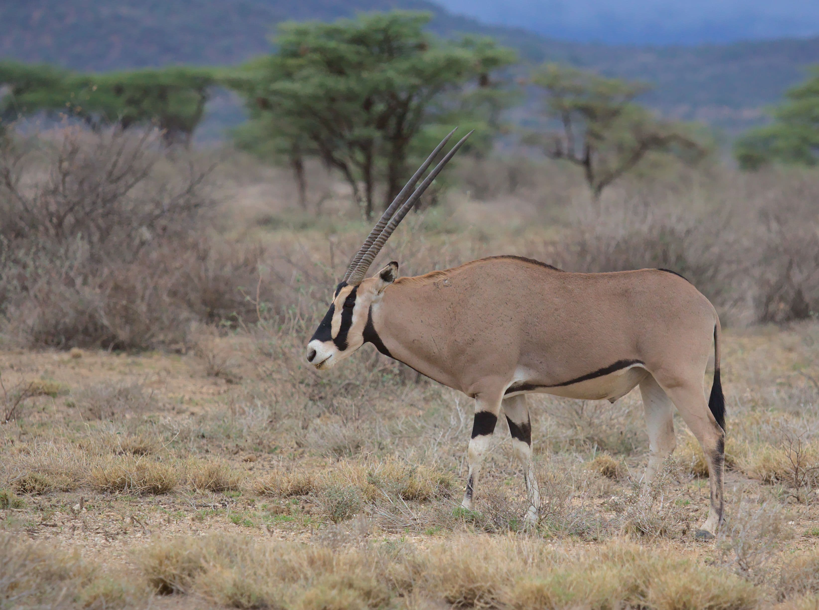 East African Oryx (Beisa Oryx)