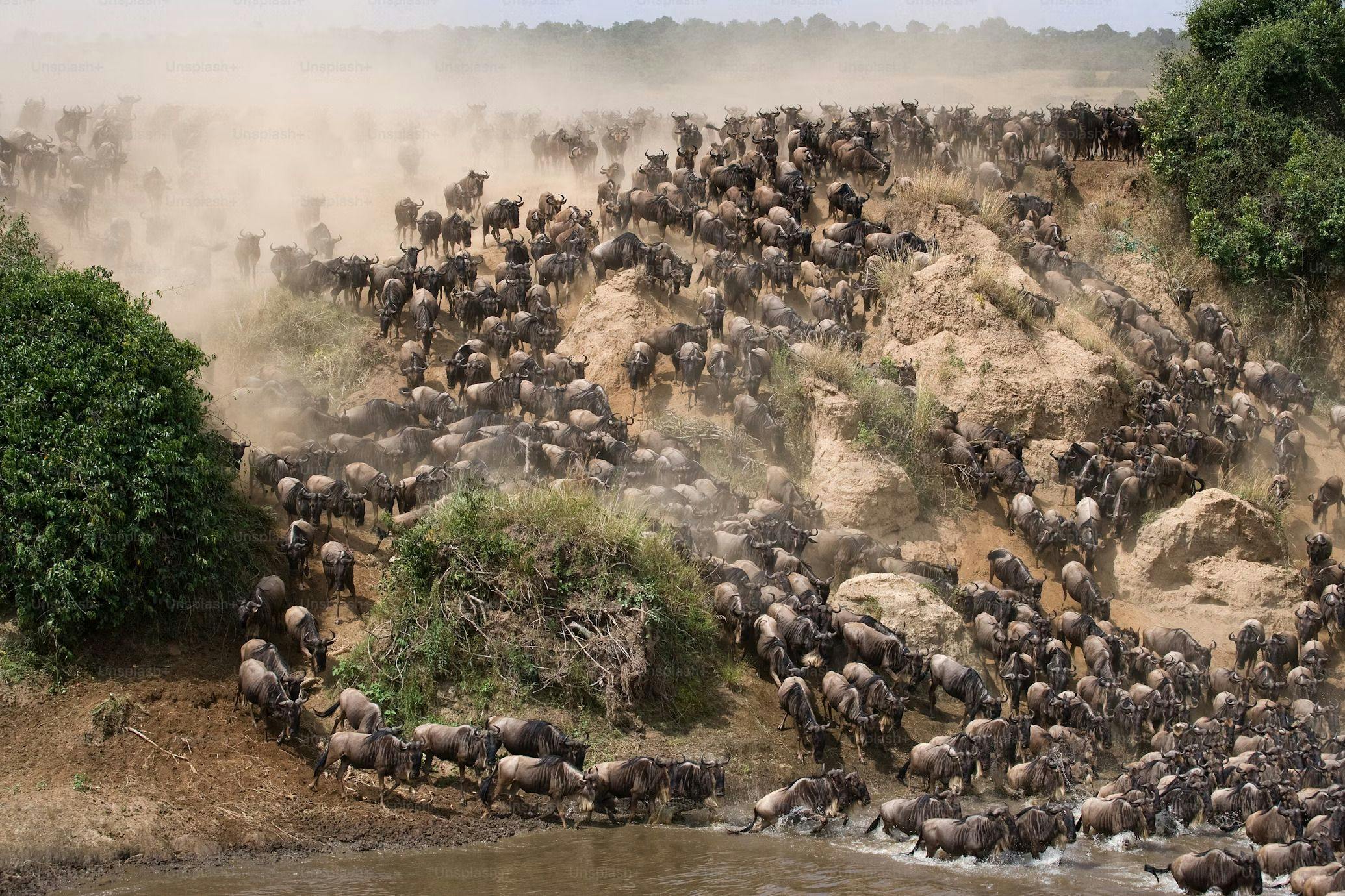 the great wildebeest migration