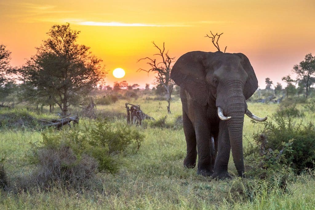 Elephant walking on the savana