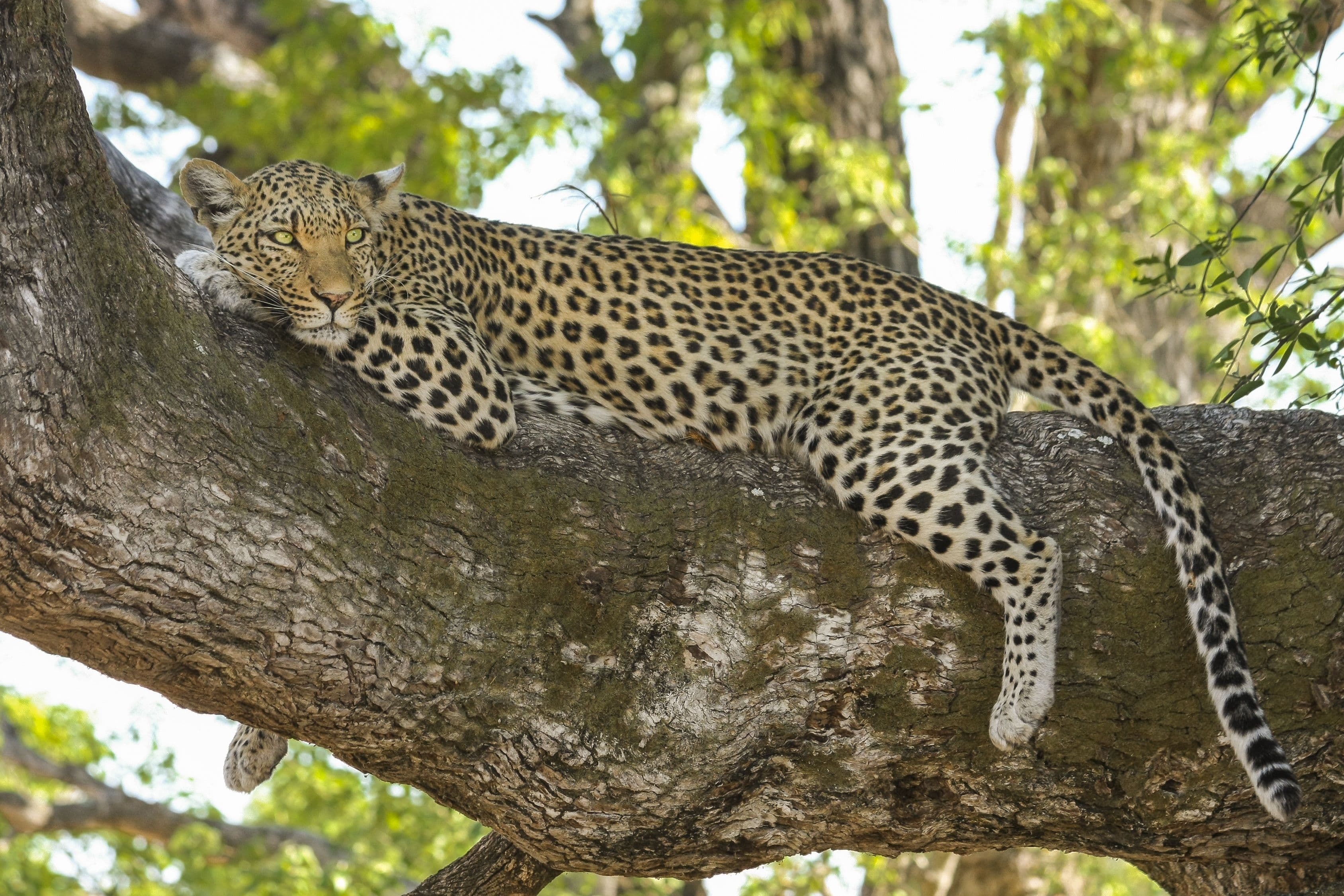African Leopard
