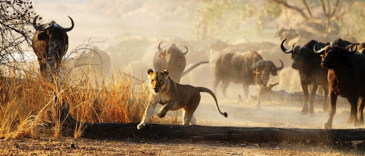 Lion Chased by Buffalos