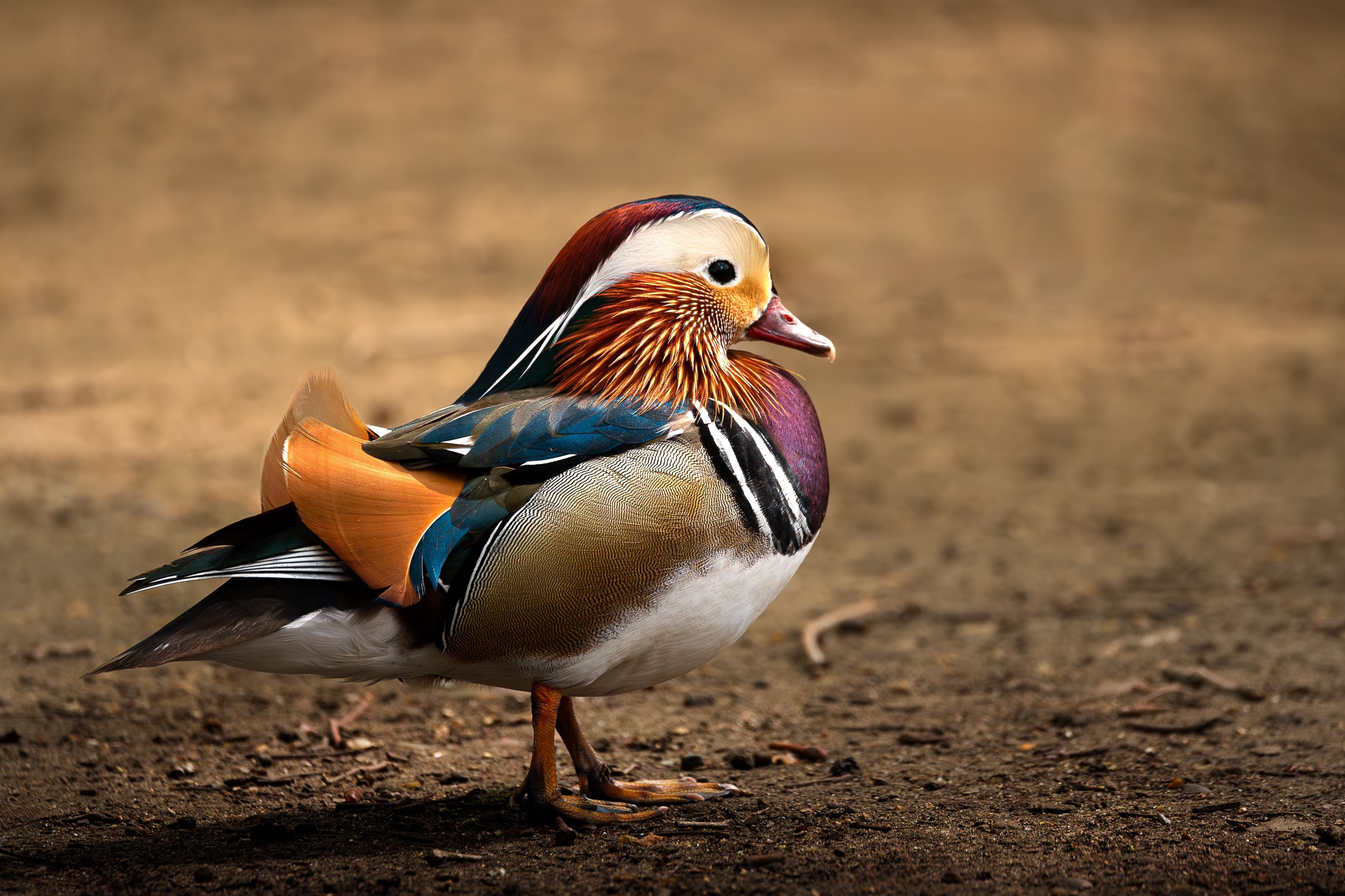 Mandarin Duck