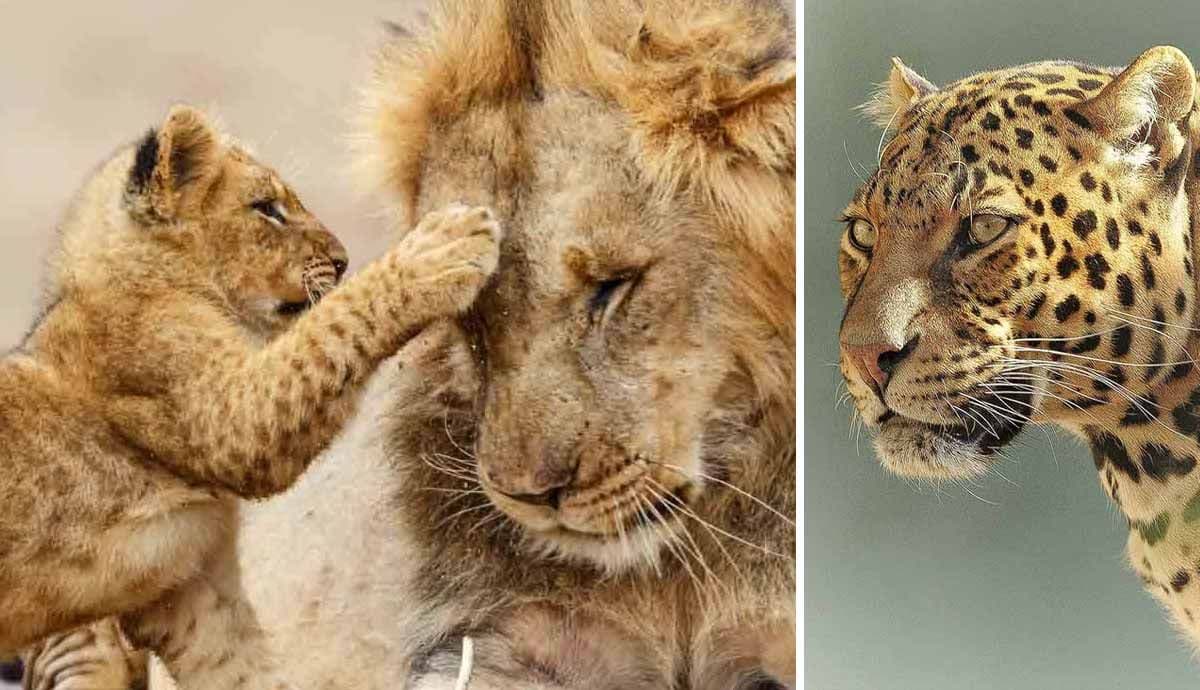 Lion, cub and Leopard