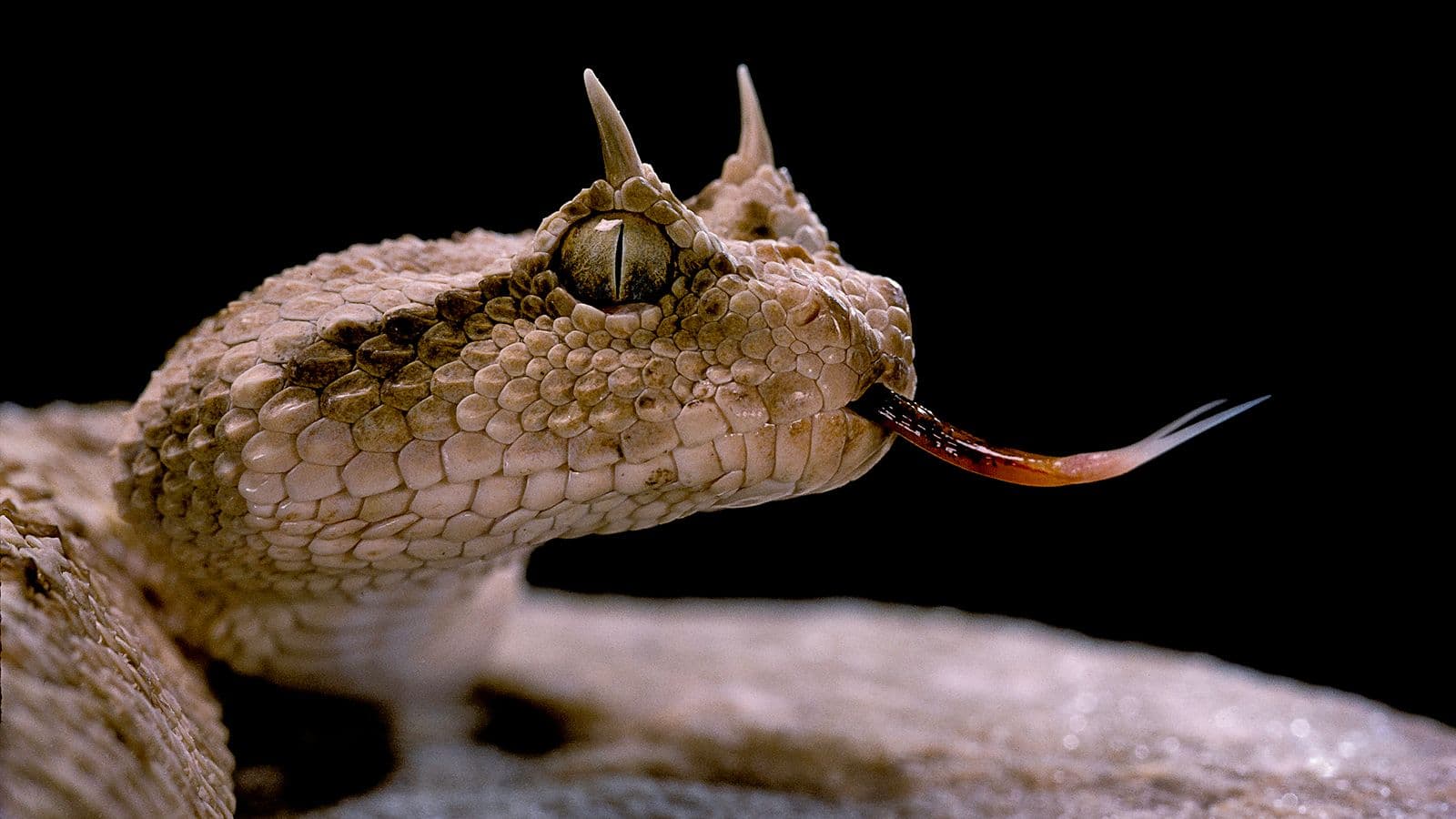 The Saharan Horned Viper