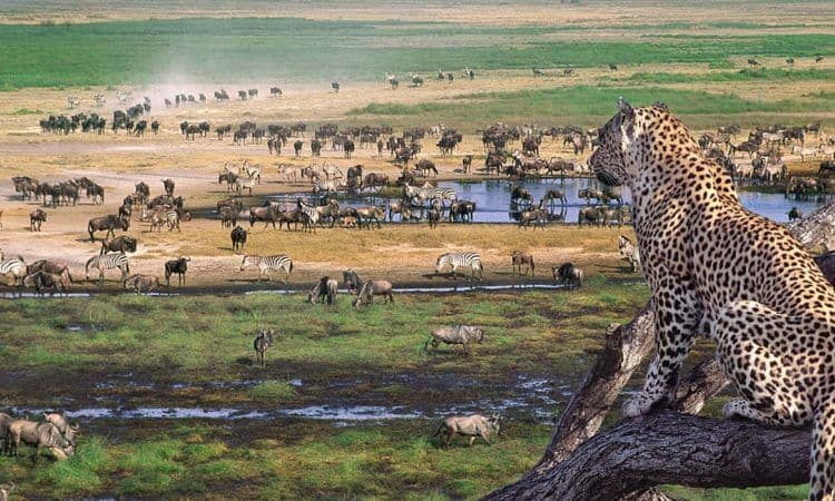 leopard watching on a tree in ngorongoro crater