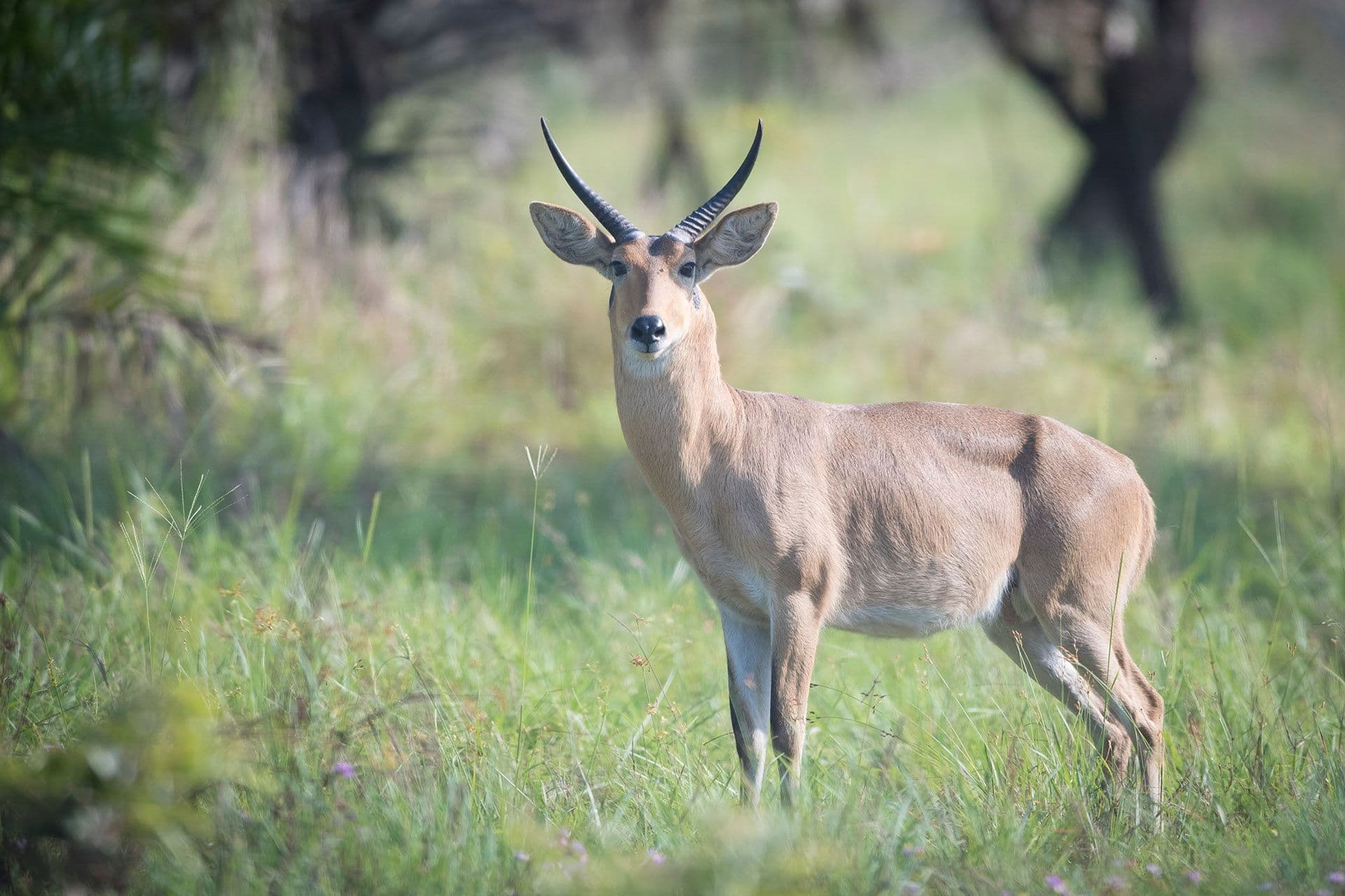 Common Reedbuck