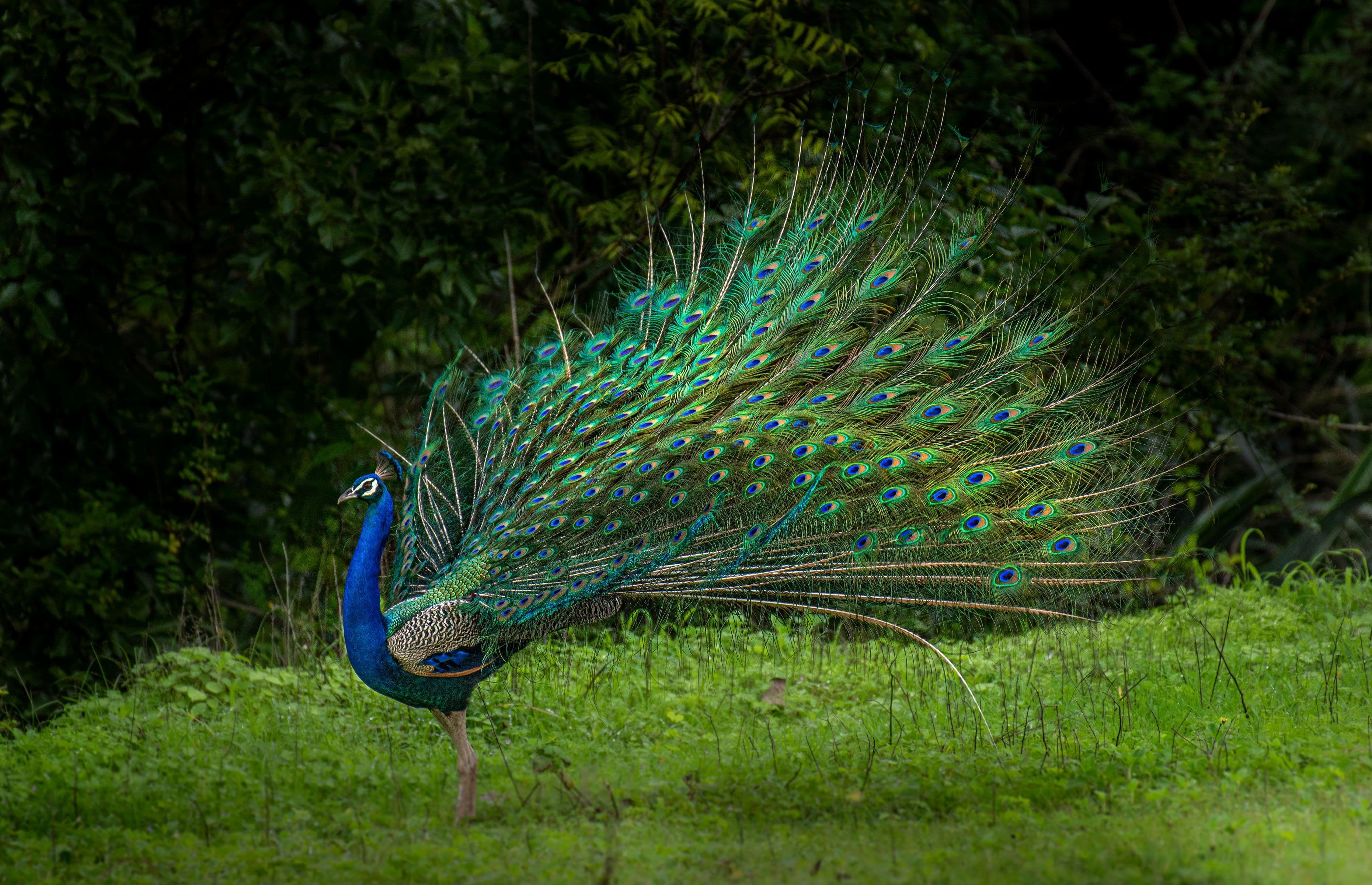 Indian Peafowl