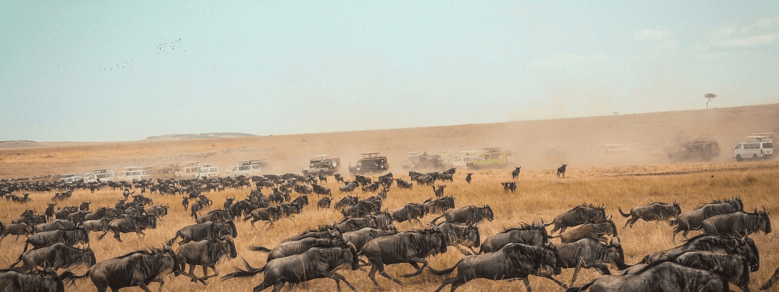Wildebeest running on a open savana